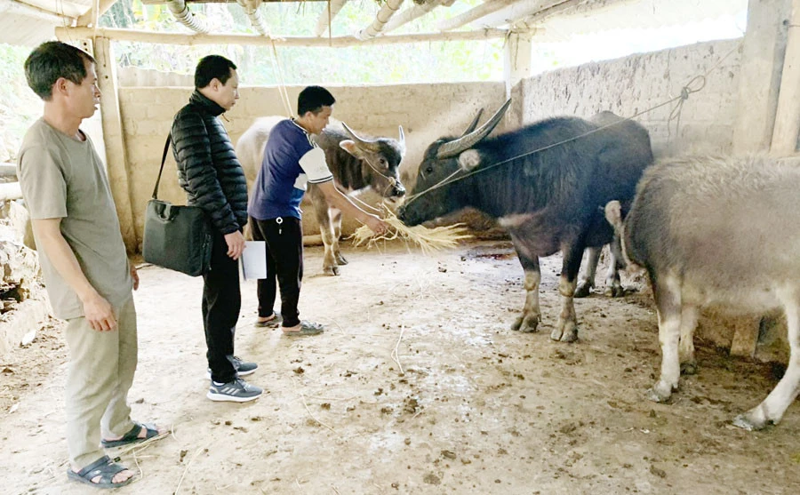 Thoát nghèo từ nguồn vốn chính sách ảnh 3