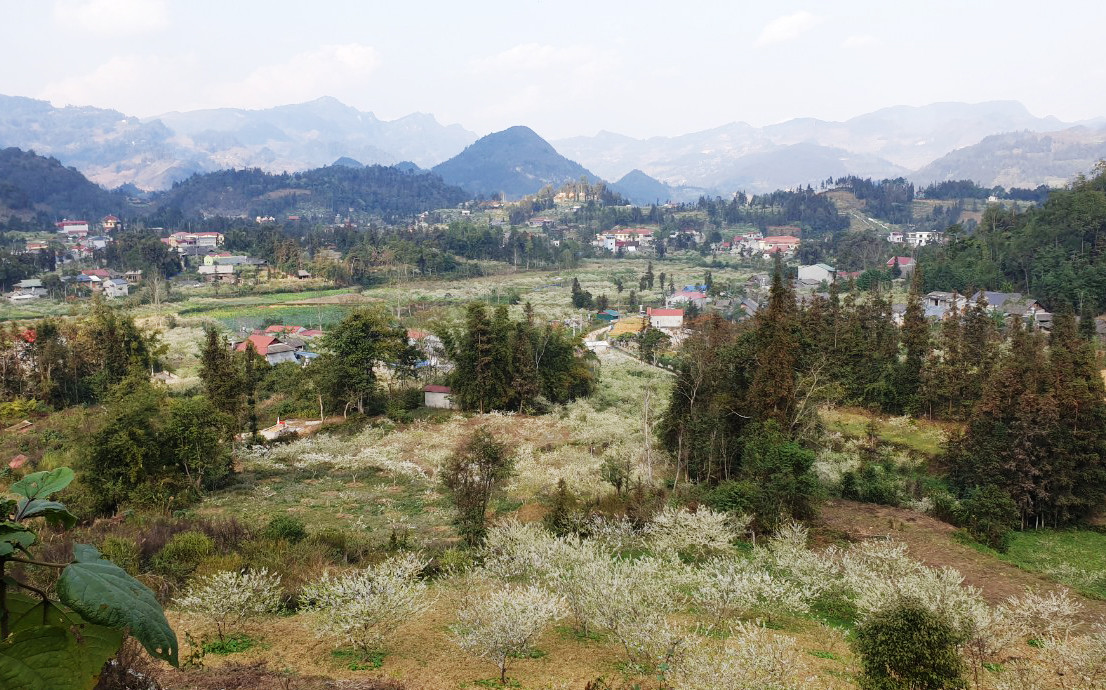 Du khách thích thú ngắm hoa mận trắng Bắc Hà ảnh 5 Du khách thích thú ngắm hoa mận trắng Bắc Hà ảnh 5