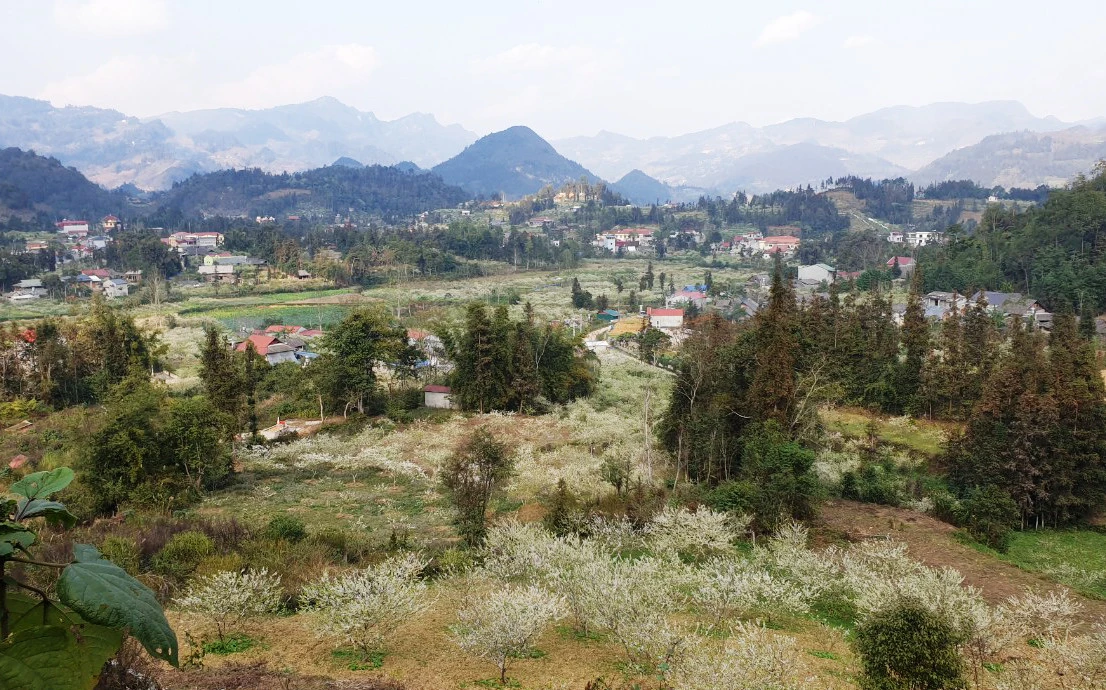 Du khách thích thú ngắm hoa mận trắng Bắc Hà ảnh 5