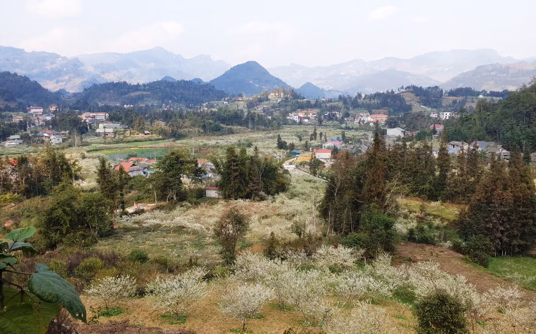 Du khách thích thú ngắm hoa mận trắng Bắc Hà ảnh 5 Du khách thích thú ngắm hoa mận trắng Bắc Hà ảnh 5