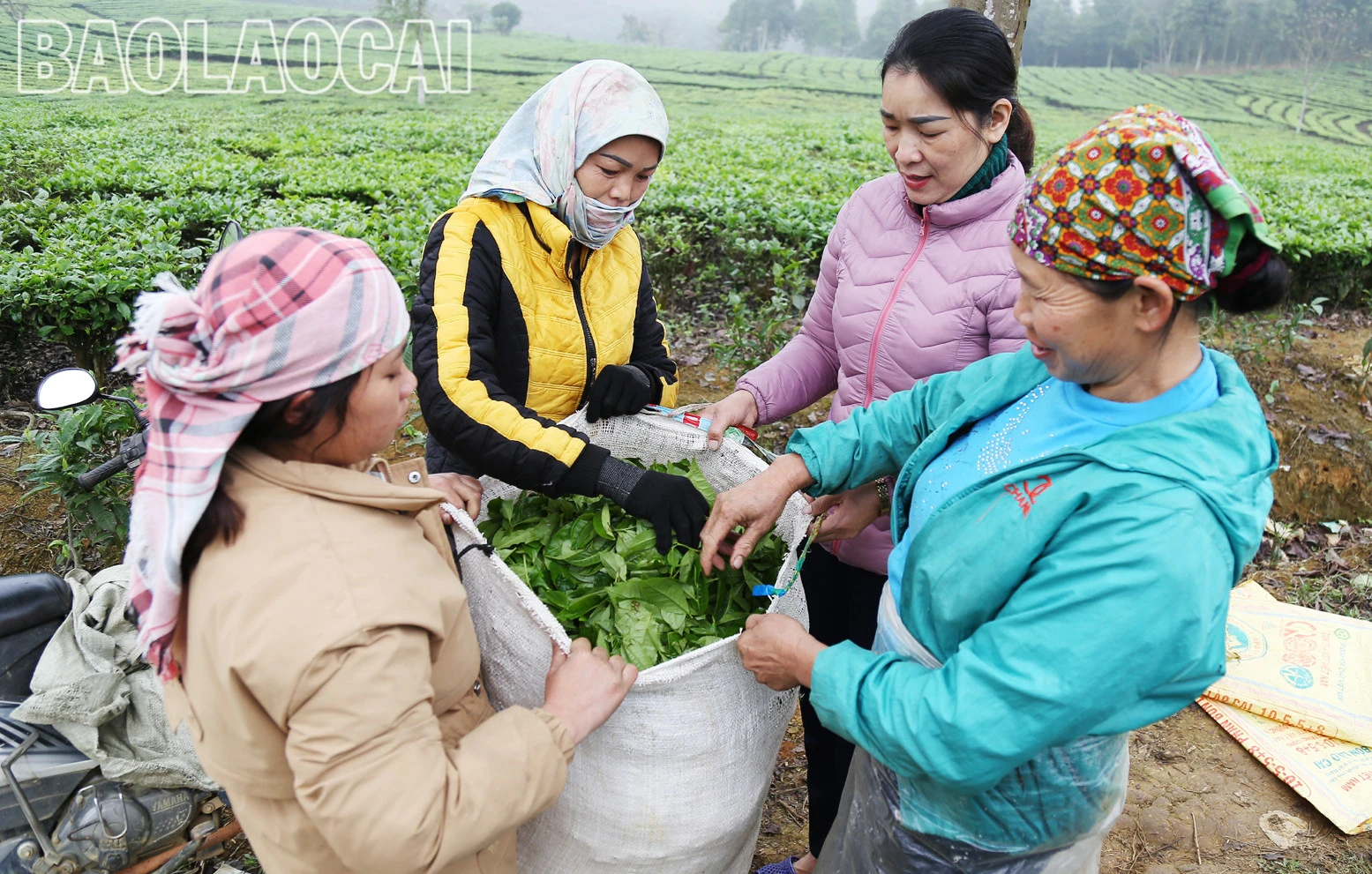 Huyện Mường Khương hiện có 4.941ha chè, trong đó chè kinh doanh 2.801 ha, chè kiến thiết cơ bản 2.140 ha. Cây chè phù hợp với điều kiện khí hậu, thổ nhưỡng ở địa phương và trình độ canh tác, xu thế của thị trường đối với sản phẩm nông nghiệp. Lứa chè xuân thu hoạch từ tháng 3 và kết thúc khoảng tuần đầu của tháng 4. Lứa chè xuân búp nhỏ hơn các lứa chè trong năm, nhưng giá bán cao hơn so với chè chính vụ. Giá chè búp tươi vụ xuân hiện 8.000 - 10.000 đồng/kg, cao hơn vụ chè xuân năm trước (cao hơn 1.000 - 2.000 đồng). Sản phẩm chè xuân có hương vị đậm đà, hương thơm, khiến người uống trà mong đợi nhất. Những đồi chè ngút ngàn tầm mắt, được chăm sóc xanh tươi tạo nên bức tranh tươi đẹp, trù phú. Những búp chè xuân tươi mơn mởn . Người trồng chè ở Mường Khương đổi công thu hoạch chè vụ xuân. Chè sau khi thu hoạch được đóng bao đưa đến nhà máy. Ngay sau khi thu hái lứa chè xuân, người dân chăm sóc cho lứa chè chính trong năm đạt năng suất và chất lượng cao.