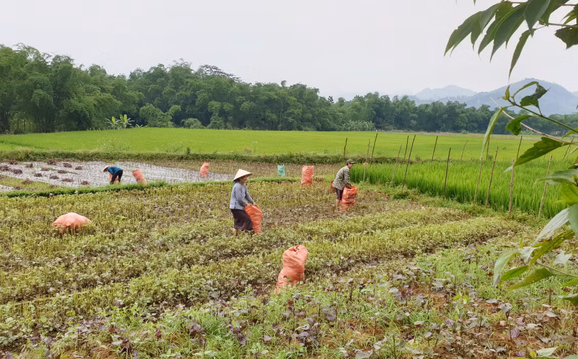 Nhiều công đoạn trong sản xuất nông - lâm nghiệp ở Văn Bàn vẫn được thực hiện thủ công.