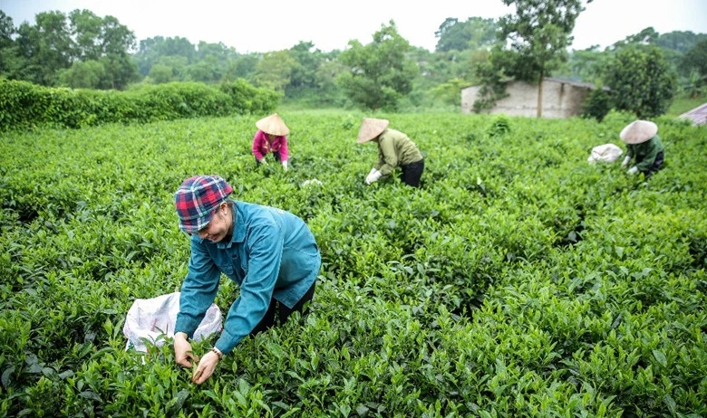 Thêm 14 di sản được ghi danh vào Danh mục Di sản văn hóa phi vật thể quốc gia ảnh 1