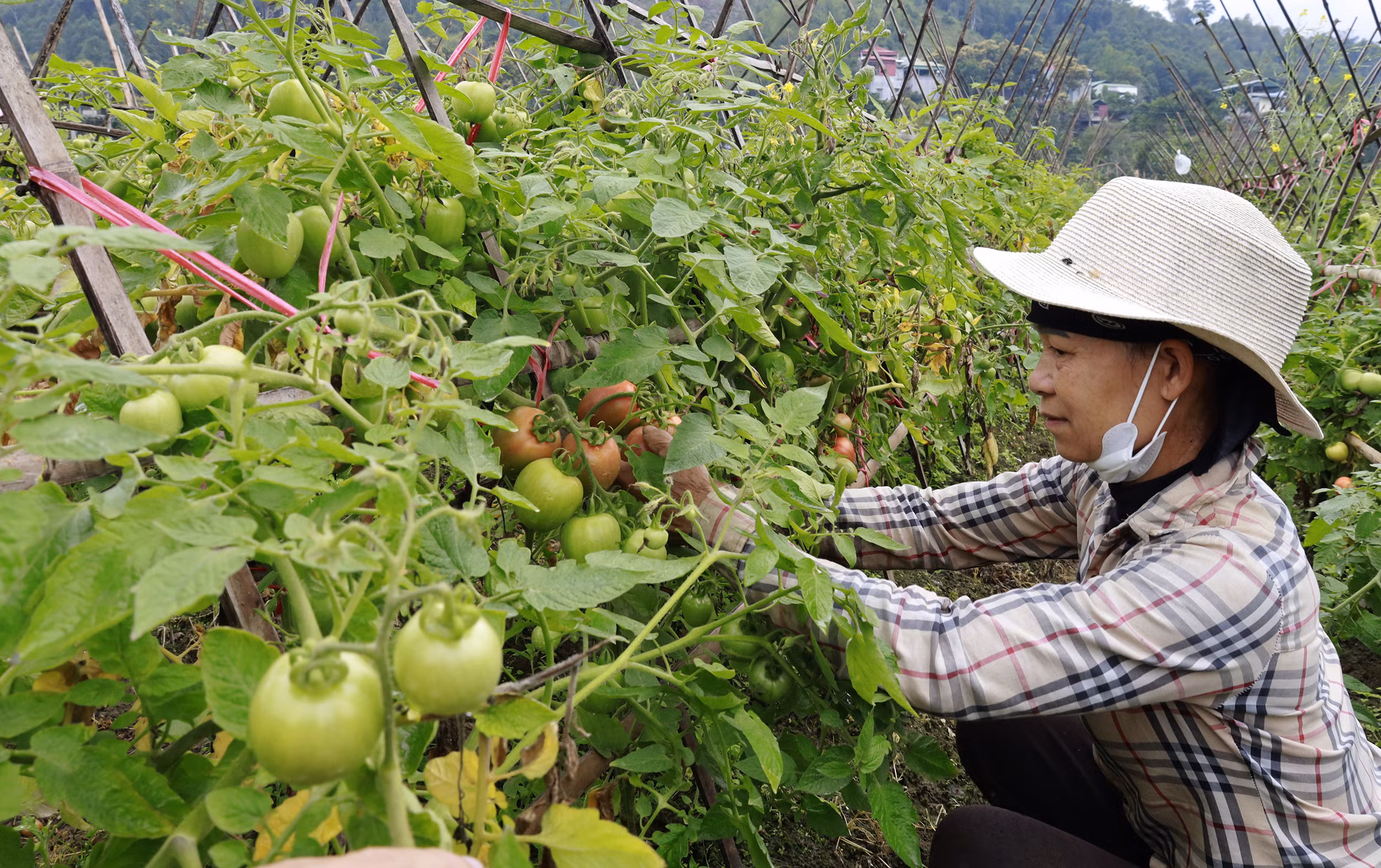 Vườn cà chua của gia đình chị Phan Thị Hưởng.