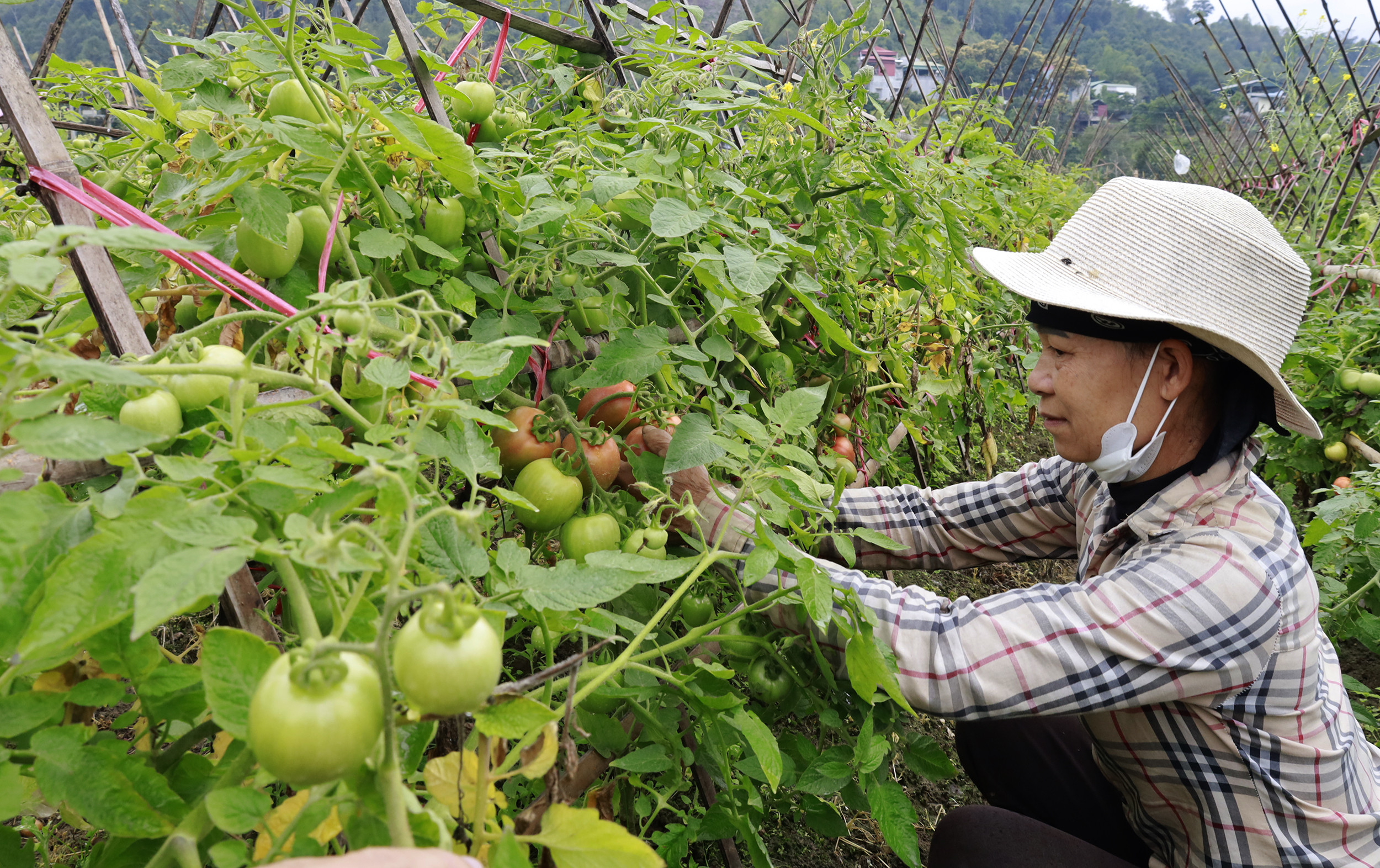 Vườn cà chua của gia đình chị Phan Thị Hưởng.