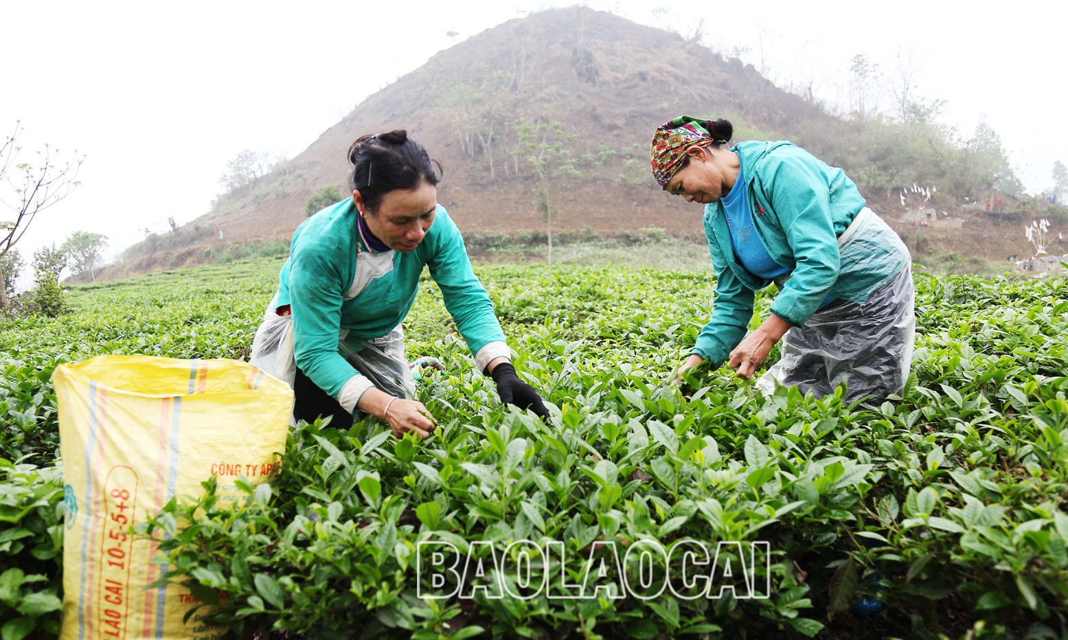 Huyện Mường Khương hiện có 4.941ha chè, trong đó chè kinh doanh 2.801 ha, chè kiến thiết cơ bản 2.140 ha. Cây chè phù hợp với điều kiện khí hậu, thổ nhưỡng ở địa phương và trình độ canh tác, xu thế của thị trường đối với sản phẩm nông nghiệp. Lứa chè xuân thu hoạch từ tháng 3 và kết thúc khoảng tuần đầu của tháng 4. Lứa chè xuân búp nhỏ hơn các lứa chè trong năm, nhưng giá bán cao hơn so với chè chính vụ. Giá chè búp tươi vụ xuân hiện 8.000 - 10.000 đồng/kg, cao hơn vụ chè xuân năm trước (cao hơn 1.000 - 2.000 đồng). Sản phẩm chè xuân có hương vị đậm đà, hương thơm, khiến người uống trà mong đợi nhất. Những đồi chè ngút ngàn tầm mắt, được chăm sóc xanh tươi tạo nên bức tranh tươi đẹp, trù phú. Những búp chè xuân tươi mơn mởn . Người trồng chè ở Mường Khương đổi công thu hoạch chè vụ xuân. Chè sau khi thu hoạch được đóng bao đưa đến nhà máy. Ngay sau khi thu hái lứa chè xuân, người dân chăm sóc cho lứa chè chính trong năm đạt năng suất và chất lượng cao. Huyện Mường Khương hiện có 4.941ha chè, trong đó chè kinh doanh 2.801 ha, chè kiến thiết cơ bản 2.140 ha. Cây chè phù hợp với điều kiện khí hậu, thổ nhưỡng ở địa phương và trình độ canh tác, xu thế của thị trường đối với sản phẩm nông nghiệp. Lứa chè xuân thu hoạch từ tháng 3 và kết thúc khoảng tuần đầu của tháng 4. Lứa chè xuân búp nhỏ hơn các lứa chè trong năm, nhưng giá bán cao hơn so với chè chính vụ. Giá chè búp tươi vụ xuân hiện 8.000 - 10.000 đồng/kg, cao hơn vụ chè xuân năm trước (cao hơn 1.000 - 2.000 đồng). Sản phẩm chè xuân có hương vị đậm đà, hương thơm, khiến người uống trà mong đợi nhất. Những đồi chè ngút ngàn tầm mắt, được chăm sóc xanh tươi tạo nên bức tranh tươi đẹp, trù phú. Những búp chè xuân tươi mơn mởn . Người trồng chè ở Mường Khương đổi công thu hoạch chè vụ xuân. Chè sau khi thu hoạch được đóng bao đưa đến nhà máy. Ngay sau khi thu hái lứa chè xuân, người dân chăm sóc cho lứa chè chính trong năm đạt năng suất và chất lượng cao.