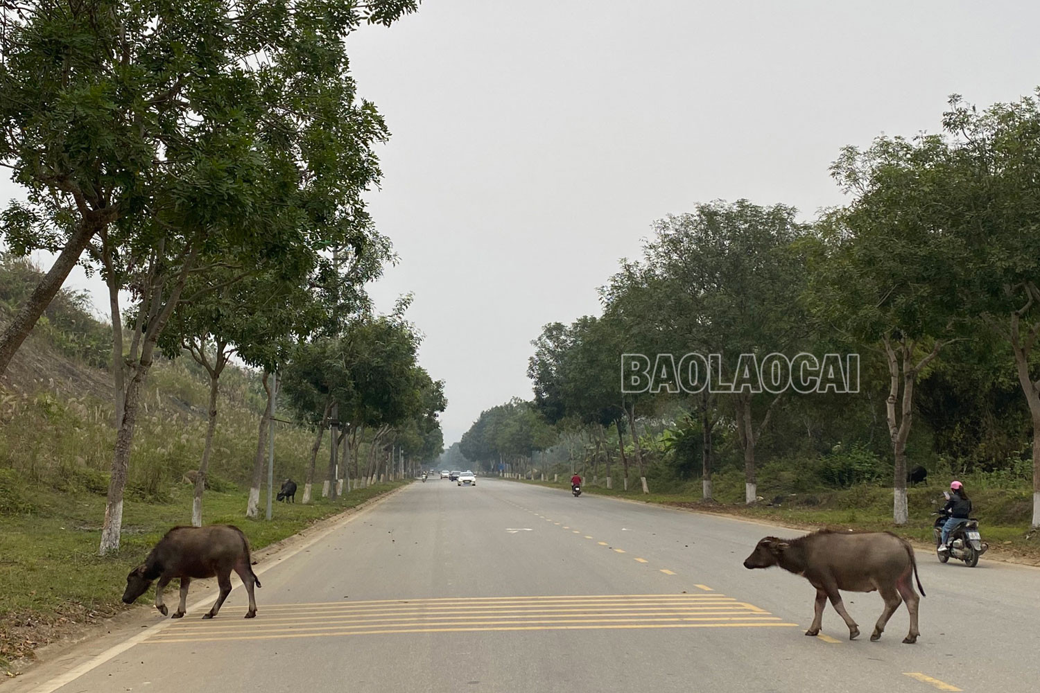 Đáng lo ngại tình trạng chăn thả gia súc trong đô thị ảnh 1 Đáng lo ngại tình trạng chăn thả gia súc trong đô thị ảnh 1