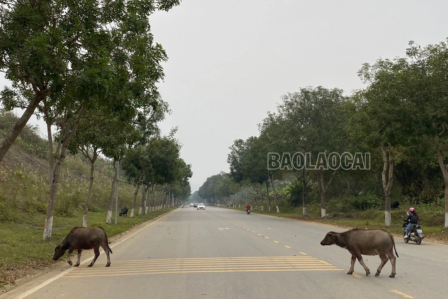 Đáng lo ngại tình trạng chăn thả gia súc trong đô thị ảnh 1