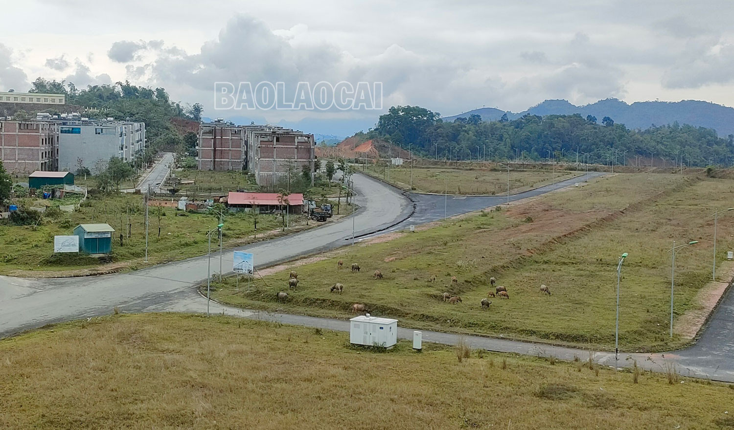 Đáng lo ngại tình trạng chăn thả gia súc trong đô thị ảnh 2 Đáng lo ngại tình trạng chăn thả gia súc trong đô thị ảnh 2