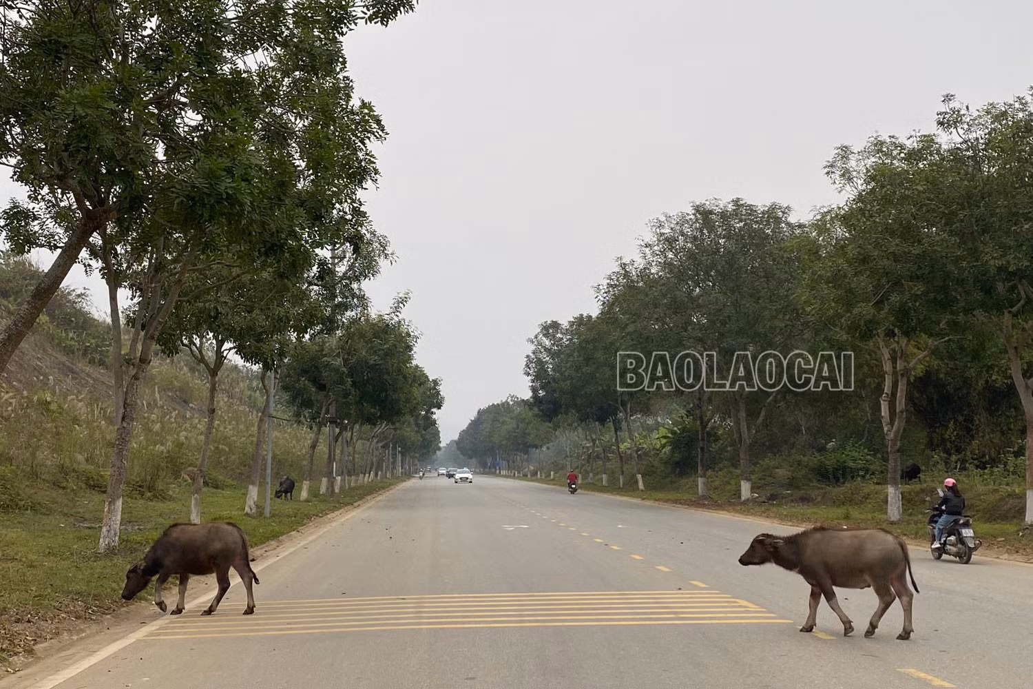 Đáng lo ngại tình trạng chăn thả gia súc trong đô thị ảnh 1 Đáng lo ngại tình trạng chăn thả gia súc trong đô thị ảnh 1