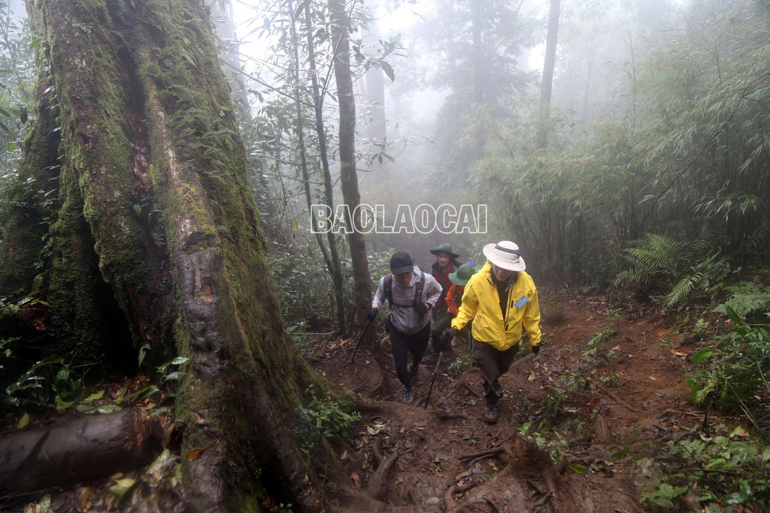 Chinh phục đỉnh Ky Quan San ảnh 1 Chinh phục đỉnh Ky Quan San ảnh 1