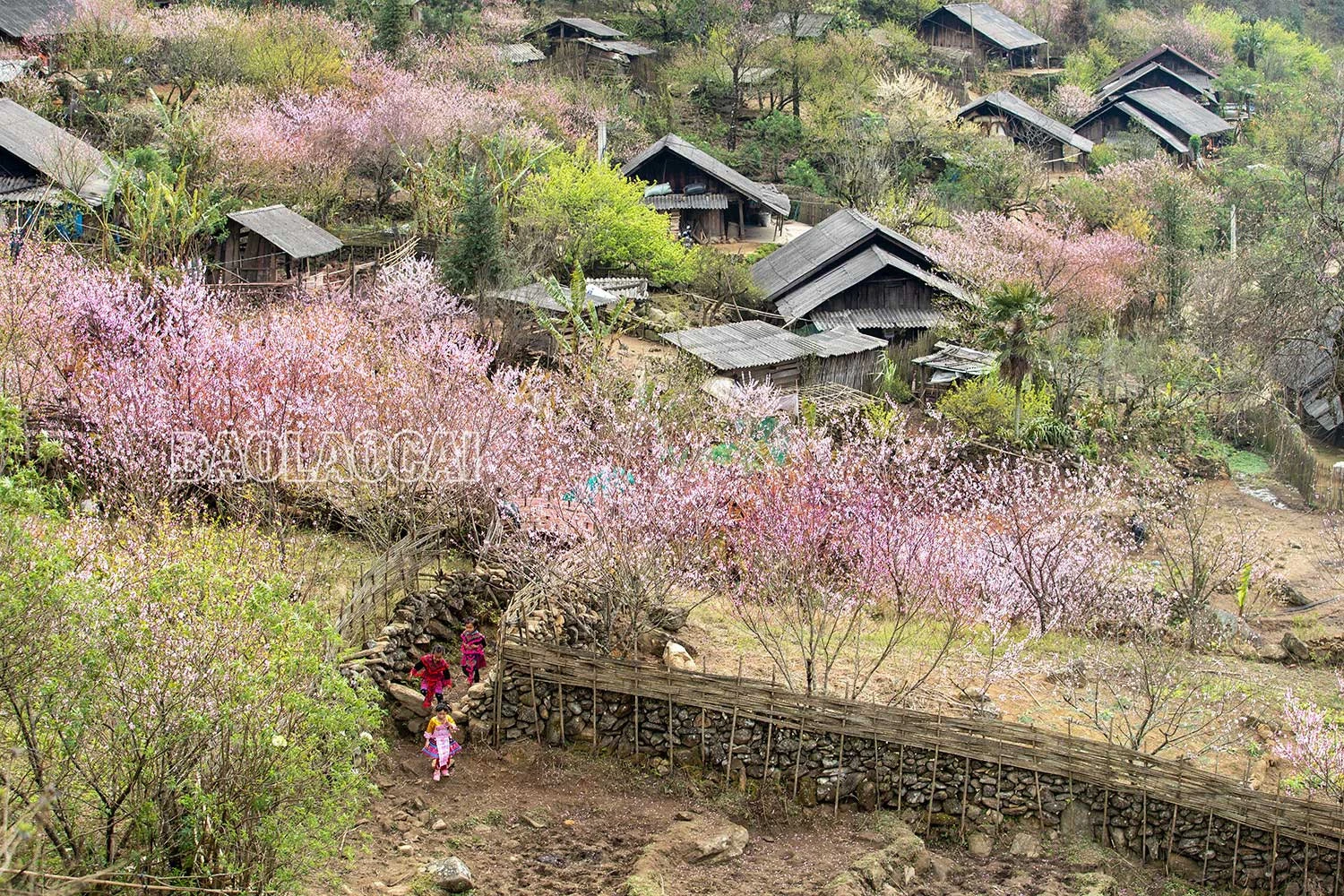 Lên Nhìu Cồ San ngắm hoa đào nở muộn ảnh 3 Lên Nhìu Cồ San ngắm hoa đào nở muộn ảnh 3