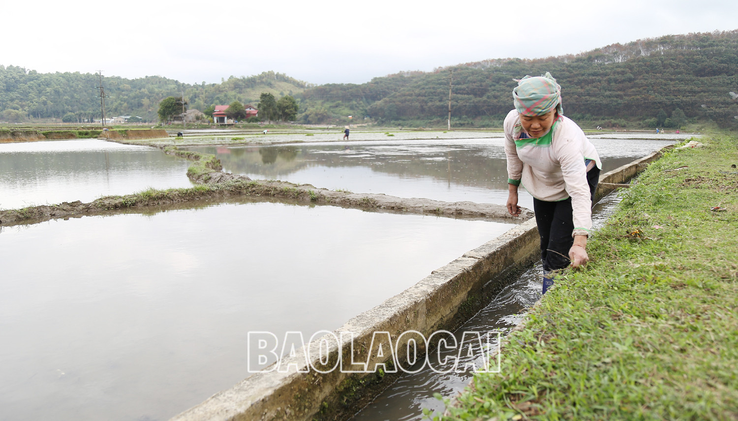 Không khí ra đồng làm đất chuẩn bị cho gieo cấy lúa xuân diễn ra nhộn nhịp trên các cánh đồng. Trên các cánh đồng của tỉnh, không khí xuống đồng hối hả, người chăm mạ, người be bờ, người lấy nước vào ruộng, chuẩn bị máy bừa ruộng. Những ngày này, trên các cánh đồng ở Bát Xát nhộn nhịp tiếng máy làm đất, tiếng các bà, các chị cấy lúa cười nói rộn rã, đông vui. Nông dân xã Tả Phời (thành phố Lào Cai) chăm sóc mạ chuẩn bị cấy lúa xuân. Năm nay thời tiết thuận lợi, cây mạ và lúa mới cấy phát triển tốt. Nông dân bón phân cho lúa sau cấy. Không khí ra đồng làm đất chuẩn bị cho gieo cấy lúa xuân diễn ra nhộn nhịp trên các cánh đồng. Trên các cánh đồng của tỉnh, không khí xuống đồng hối hả, người chăm mạ, người be bờ, người lấy nước vào ruộng, chuẩn bị máy bừa ruộng. Những ngày này, trên các cánh đồng ở Bát Xát nhộn nhịp tiếng máy làm đất, tiếng các bà, các chị cấy lúa cười nói rộn rã, đông vui. Nông dân xã Tả Phời (thành phố Lào Cai) chăm sóc mạ chuẩn bị cấy lúa xuân. Năm nay thời tiết thuận lợi, cây mạ và lúa mới cấy phát triển tốt. Nông dân bón phân cho lúa sau cấy.