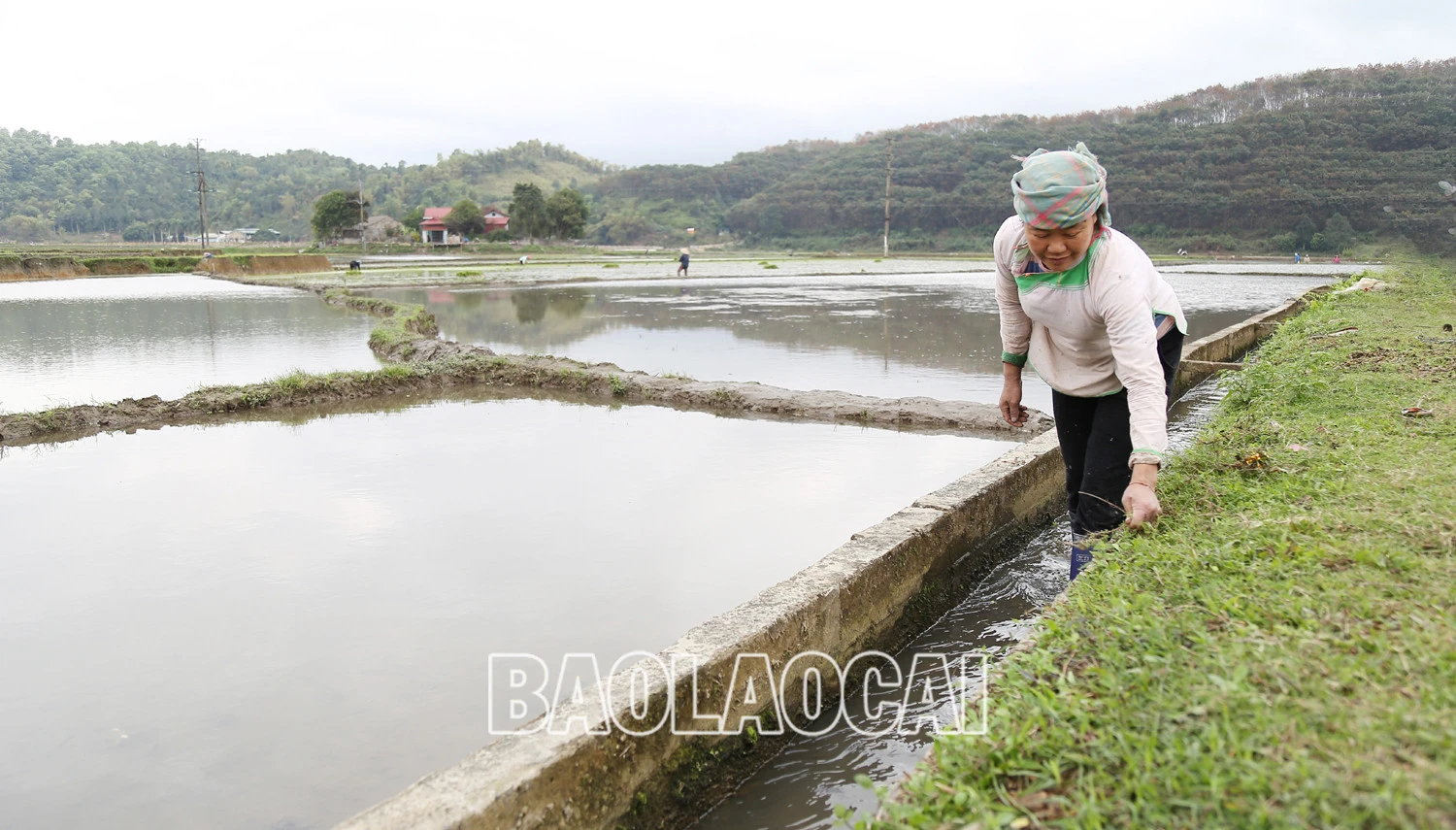 Không khí ra đồng làm đất chuẩn bị cho gieo cấy lúa xuân diễn ra nhộn nhịp trên các cánh đồng. Trên các cánh đồng của tỉnh, không khí xuống đồng hối hả, người chăm mạ, người be bờ, người lấy nước vào ruộng, chuẩn bị máy bừa ruộng. Những ngày này, trên các cánh đồng ở Bát Xát nhộn nhịp tiếng máy làm đất, tiếng các bà, các chị cấy lúa cười nói rộn rã, đông vui. Nông dân xã Tả Phời (thành phố Lào Cai) chăm sóc mạ chuẩn bị cấy lúa xuân. Năm nay thời tiết thuận lợi, cây mạ và lúa mới cấy phát triển tốt. Nông dân bón phân cho lúa sau cấy.