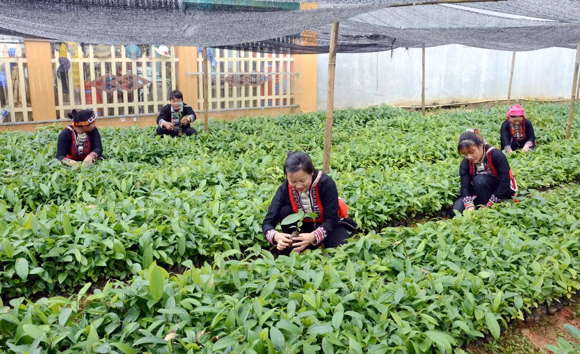 Đảng viên Bắc Hà gương mẫu trong phát triển kinh tế - xã hội tại địa phương.