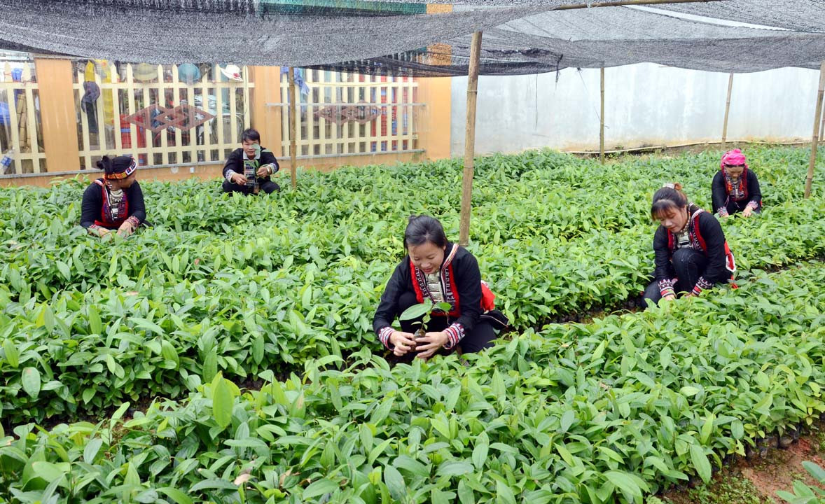 Đảng viên Bắc Hà gương mẫu trong phát triển kinh tế - xã hội tại địa phương.