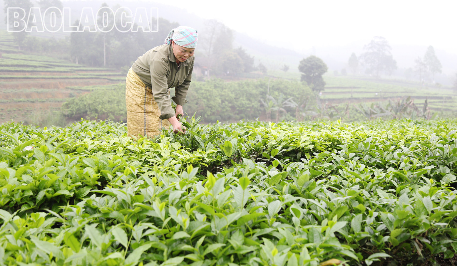 Huyện Mường Khương hiện có 4.941ha chè, trong đó chè kinh doanh 2.801 ha, chè kiến thiết cơ bản 2.140 ha. Cây chè phù hợp với điều kiện khí hậu, thổ nhưỡng ở địa phương và trình độ canh tác, xu thế của thị trường đối với sản phẩm nông nghiệp. Lứa chè xuân thu hoạch từ tháng 3 và kết thúc khoảng tuần đầu của tháng 4. Lứa chè xuân búp nhỏ hơn các lứa chè trong năm, nhưng giá bán cao hơn so với chè chính vụ. Giá chè búp tươi vụ xuân hiện 8.000 - 10.000 đồng/kg, cao hơn vụ chè xuân năm trước (cao hơn 1.000 - 2.000 đồng). Sản phẩm chè xuân có hương vị đậm đà, hương thơm, khiến người uống trà mong đợi nhất. Những đồi chè ngút ngàn tầm mắt, được chăm sóc xanh tươi tạo nên bức tranh tươi đẹp, trù phú. Những búp chè xuân tươi mơn mởn . Người trồng chè ở Mường Khương đổi công thu hoạch chè vụ xuân. Chè sau khi thu hoạch được đóng bao đưa đến nhà máy. Ngay sau khi thu hái lứa chè xuân, người dân chăm sóc cho lứa chè chính trong năm đạt năng suất và chất lượng cao. Huyện Mường Khương hiện có 4.941ha chè, trong đó chè kinh doanh 2.801 ha, chè kiến thiết cơ bản 2.140 ha. Cây chè phù hợp với điều kiện khí hậu, thổ nhưỡng ở địa phương và trình độ canh tác, xu thế của thị trường đối với sản phẩm nông nghiệp. Lứa chè xuân thu hoạch từ tháng 3 và kết thúc khoảng tuần đầu của tháng 4. Lứa chè xuân búp nhỏ hơn các lứa chè trong năm, nhưng giá bán cao hơn so với chè chính vụ. Giá chè búp tươi vụ xuân hiện 8.000 - 10.000 đồng/kg, cao hơn vụ chè xuân năm trước (cao hơn 1.000 - 2.000 đồng). Sản phẩm chè xuân có hương vị đậm đà, hương thơm, khiến người uống trà mong đợi nhất. Những đồi chè ngút ngàn tầm mắt, được chăm sóc xanh tươi tạo nên bức tranh tươi đẹp, trù phú. Những búp chè xuân tươi mơn mởn . Người trồng chè ở Mường Khương đổi công thu hoạch chè vụ xuân. Chè sau khi thu hoạch được đóng bao đưa đến nhà máy. Ngay sau khi thu hái lứa chè xuân, người dân chăm sóc cho lứa chè chính trong năm đạt năng suất và chất lượng cao.