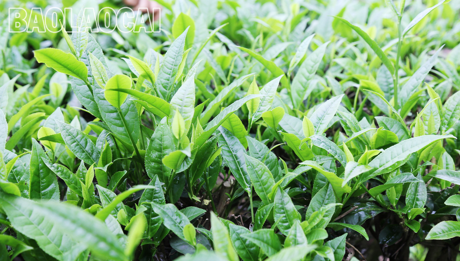 Huyện Mường Khương hiện có 4.941ha chè, trong đó chè kinh doanh 2.801 ha, chè kiến thiết cơ bản 2.140 ha. Cây chè phù hợp với điều kiện khí hậu, thổ nhưỡng ở địa phương và trình độ canh tác, xu thế của thị trường đối với sản phẩm nông nghiệp. Lứa chè xuân thu hoạch từ tháng 3 và kết thúc khoảng tuần đầu của tháng 4. Lứa chè xuân búp nhỏ hơn các lứa chè trong năm, nhưng giá bán cao hơn so với chè chính vụ. Giá chè búp tươi vụ xuân hiện 8.000 - 10.000 đồng/kg, cao hơn vụ chè xuân năm trước (cao hơn 1.000 - 2.000 đồng). Sản phẩm chè xuân có hương vị đậm đà, hương thơm, khiến người uống trà mong đợi nhất. Những đồi chè ngút ngàn tầm mắt, được chăm sóc xanh tươi tạo nên bức tranh tươi đẹp, trù phú. Những búp chè xuân tươi mơn mởn . Người trồng chè ở Mường Khương đổi công thu hoạch chè vụ xuân. Chè sau khi thu hoạch được đóng bao đưa đến nhà máy. Ngay sau khi thu hái lứa chè xuân, người dân chăm sóc cho lứa chè chính trong năm đạt năng suất và chất lượng cao. Huyện Mường Khương hiện có 4.941ha chè, trong đó chè kinh doanh 2.801 ha, chè kiến thiết cơ bản 2.140 ha. Cây chè phù hợp với điều kiện khí hậu, thổ nhưỡng ở địa phương và trình độ canh tác, xu thế của thị trường đối với sản phẩm nông nghiệp. Lứa chè xuân thu hoạch từ tháng 3 và kết thúc khoảng tuần đầu của tháng 4. Lứa chè xuân búp nhỏ hơn các lứa chè trong năm, nhưng giá bán cao hơn so với chè chính vụ. Giá chè búp tươi vụ xuân hiện 8.000 - 10.000 đồng/kg, cao hơn vụ chè xuân năm trước (cao hơn 1.000 - 2.000 đồng). Sản phẩm chè xuân có hương vị đậm đà, hương thơm, khiến người uống trà mong đợi nhất. Những đồi chè ngút ngàn tầm mắt, được chăm sóc xanh tươi tạo nên bức tranh tươi đẹp, trù phú. Những búp chè xuân tươi mơn mởn . Người trồng chè ở Mường Khương đổi công thu hoạch chè vụ xuân. Chè sau khi thu hoạch được đóng bao đưa đến nhà máy. Ngay sau khi thu hái lứa chè xuân, người dân chăm sóc cho lứa chè chính trong năm đạt năng suất và chất lượng cao.