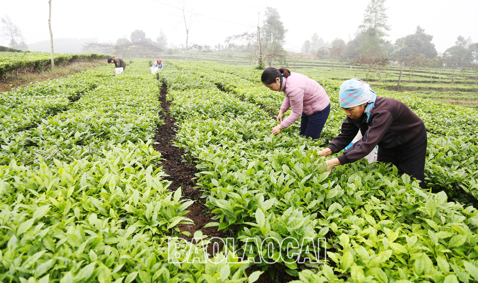 Huyện Mường Khương hiện có 4.941ha chè, trong đó chè kinh doanh 2.801 ha, chè kiến thiết cơ bản 2.140 ha. Cây chè phù hợp với điều kiện khí hậu, thổ nhưỡng ở địa phương và trình độ canh tác, xu thế của thị trường đối với sản phẩm nông nghiệp. Lứa chè xuân thu hoạch từ tháng 3 và kết thúc khoảng tuần đầu của tháng 4. Lứa chè xuân búp nhỏ hơn các lứa chè trong năm, nhưng giá bán cao hơn so với chè chính vụ. Giá chè búp tươi vụ xuân hiện 8.000 - 10.000 đồng/kg, cao hơn vụ chè xuân năm trước (cao hơn 1.000 - 2.000 đồng). Sản phẩm chè xuân có hương vị đậm đà, hương thơm, khiến người uống trà mong đợi nhất. Những đồi chè ngút ngàn tầm mắt, được chăm sóc xanh tươi tạo nên bức tranh tươi đẹp, trù phú. Những búp chè xuân tươi mơn mởn . Người trồng chè ở Mường Khương đổi công thu hoạch chè vụ xuân. Chè sau khi thu hoạch được đóng bao đưa đến nhà máy. Ngay sau khi thu hái lứa chè xuân, người dân chăm sóc cho lứa chè chính trong năm đạt năng suất và chất lượng cao. Huyện Mường Khương hiện có 4.941ha chè, trong đó chè kinh doanh 2.801 ha, chè kiến thiết cơ bản 2.140 ha. Cây chè phù hợp với điều kiện khí hậu, thổ nhưỡng ở địa phương và trình độ canh tác, xu thế của thị trường đối với sản phẩm nông nghiệp. Lứa chè xuân thu hoạch từ tháng 3 và kết thúc khoảng tuần đầu của tháng 4. Lứa chè xuân búp nhỏ hơn các lứa chè trong năm, nhưng giá bán cao hơn so với chè chính vụ. Giá chè búp tươi vụ xuân hiện 8.000 - 10.000 đồng/kg, cao hơn vụ chè xuân năm trước (cao hơn 1.000 - 2.000 đồng). Sản phẩm chè xuân có hương vị đậm đà, hương thơm, khiến người uống trà mong đợi nhất. Những đồi chè ngút ngàn tầm mắt, được chăm sóc xanh tươi tạo nên bức tranh tươi đẹp, trù phú. Những búp chè xuân tươi mơn mởn . Người trồng chè ở Mường Khương đổi công thu hoạch chè vụ xuân. Chè sau khi thu hoạch được đóng bao đưa đến nhà máy. Ngay sau khi thu hái lứa chè xuân, người dân chăm sóc cho lứa chè chính trong năm đạt năng suất và chất lượng cao.