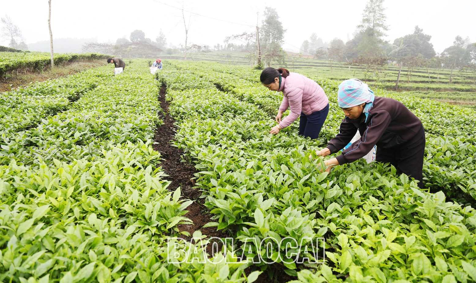 Huyện Mường Khương hiện có 4.941ha chè, trong đó chè kinh doanh 2.801 ha, chè kiến thiết cơ bản 2.140 ha. Cây chè phù hợp với điều kiện khí hậu, thổ nhưỡng ở địa phương và trình độ canh tác, xu thế của thị trường đối với sản phẩm nông nghiệp. Lứa chè xuân thu hoạch từ tháng 3 và kết thúc khoảng tuần đầu của tháng 4. Lứa chè xuân búp nhỏ hơn các lứa chè trong năm, nhưng giá bán cao hơn so với chè chính vụ. Giá chè búp tươi vụ xuân hiện 8.000 - 10.000 đồng/kg, cao hơn vụ chè xuân năm trước (cao hơn 1.000 - 2.000 đồng). Sản phẩm chè xuân có hương vị đậm đà, hương thơm, khiến người uống trà mong đợi nhất. Những đồi chè ngút ngàn tầm mắt, được chăm sóc xanh tươi tạo nên bức tranh tươi đẹp, trù phú. Những búp chè xuân tươi mơn mởn . Người trồng chè ở Mường Khương đổi công thu hoạch chè vụ xuân. Chè sau khi thu hoạch được đóng bao đưa đến nhà máy. Ngay sau khi thu hái lứa chè xuân, người dân chăm sóc cho lứa chè chính trong năm đạt năng suất và chất lượng cao.