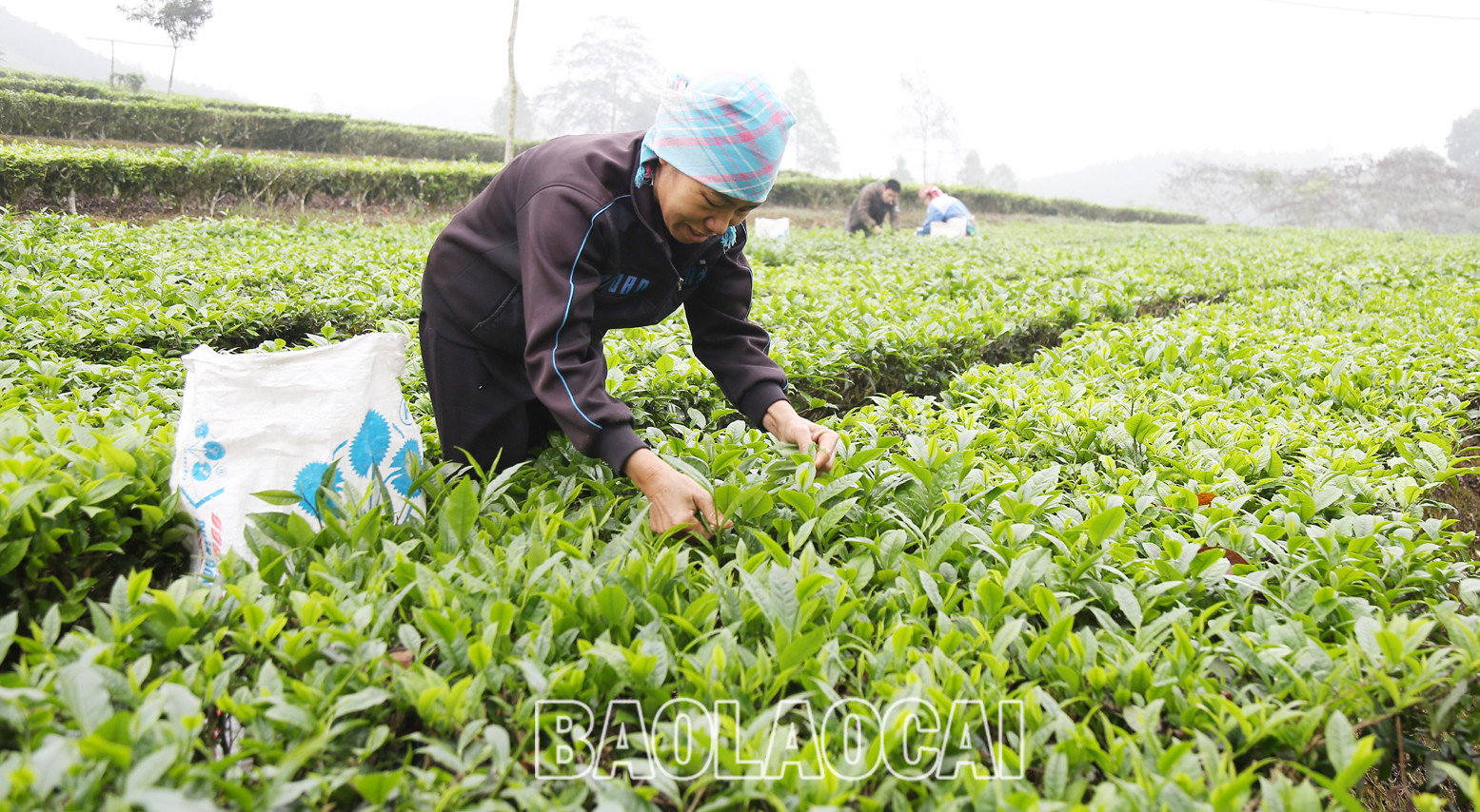 Huyện Mường Khương hiện có 4.941ha chè, trong đó chè kinh doanh 2.801 ha, chè kiến thiết cơ bản 2.140 ha. Cây chè phù hợp với điều kiện khí hậu, thổ nhưỡng ở địa phương và trình độ canh tác, xu thế của thị trường đối với sản phẩm nông nghiệp. Lứa chè xuân thu hoạch từ tháng 3 và kết thúc khoảng tuần đầu của tháng 4. Lứa chè xuân búp nhỏ hơn các lứa chè trong năm, nhưng giá bán cao hơn so với chè chính vụ. Giá chè búp tươi vụ xuân hiện 8.000 - 10.000 đồng/kg, cao hơn vụ chè xuân năm trước (cao hơn 1.000 - 2.000 đồng). Sản phẩm chè xuân có hương vị đậm đà, hương thơm, khiến người uống trà mong đợi nhất. Những đồi chè ngút ngàn tầm mắt, được chăm sóc xanh tươi tạo nên bức tranh tươi đẹp, trù phú. Những búp chè xuân tươi mơn mởn . Người trồng chè ở Mường Khương đổi công thu hoạch chè vụ xuân. Chè sau khi thu hoạch được đóng bao đưa đến nhà máy. Ngay sau khi thu hái lứa chè xuân, người dân chăm sóc cho lứa chè chính trong năm đạt năng suất và chất lượng cao. Huyện Mường Khương hiện có 4.941ha chè, trong đó chè kinh doanh 2.801 ha, chè kiến thiết cơ bản 2.140 ha. Cây chè phù hợp với điều kiện khí hậu, thổ nhưỡng ở địa phương và trình độ canh tác, xu thế của thị trường đối với sản phẩm nông nghiệp. Lứa chè xuân thu hoạch từ tháng 3 và kết thúc khoảng tuần đầu của tháng 4. Lứa chè xuân búp nhỏ hơn các lứa chè trong năm, nhưng giá bán cao hơn so với chè chính vụ. Giá chè búp tươi vụ xuân hiện 8.000 - 10.000 đồng/kg, cao hơn vụ chè xuân năm trước (cao hơn 1.000 - 2.000 đồng). Sản phẩm chè xuân có hương vị đậm đà, hương thơm, khiến người uống trà mong đợi nhất. Những đồi chè ngút ngàn tầm mắt, được chăm sóc xanh tươi tạo nên bức tranh tươi đẹp, trù phú. Những búp chè xuân tươi mơn mởn . Người trồng chè ở Mường Khương đổi công thu hoạch chè vụ xuân. Chè sau khi thu hoạch được đóng bao đưa đến nhà máy. Ngay sau khi thu hái lứa chè xuân, người dân chăm sóc cho lứa chè chính trong năm đạt năng suất và chất lượng cao.