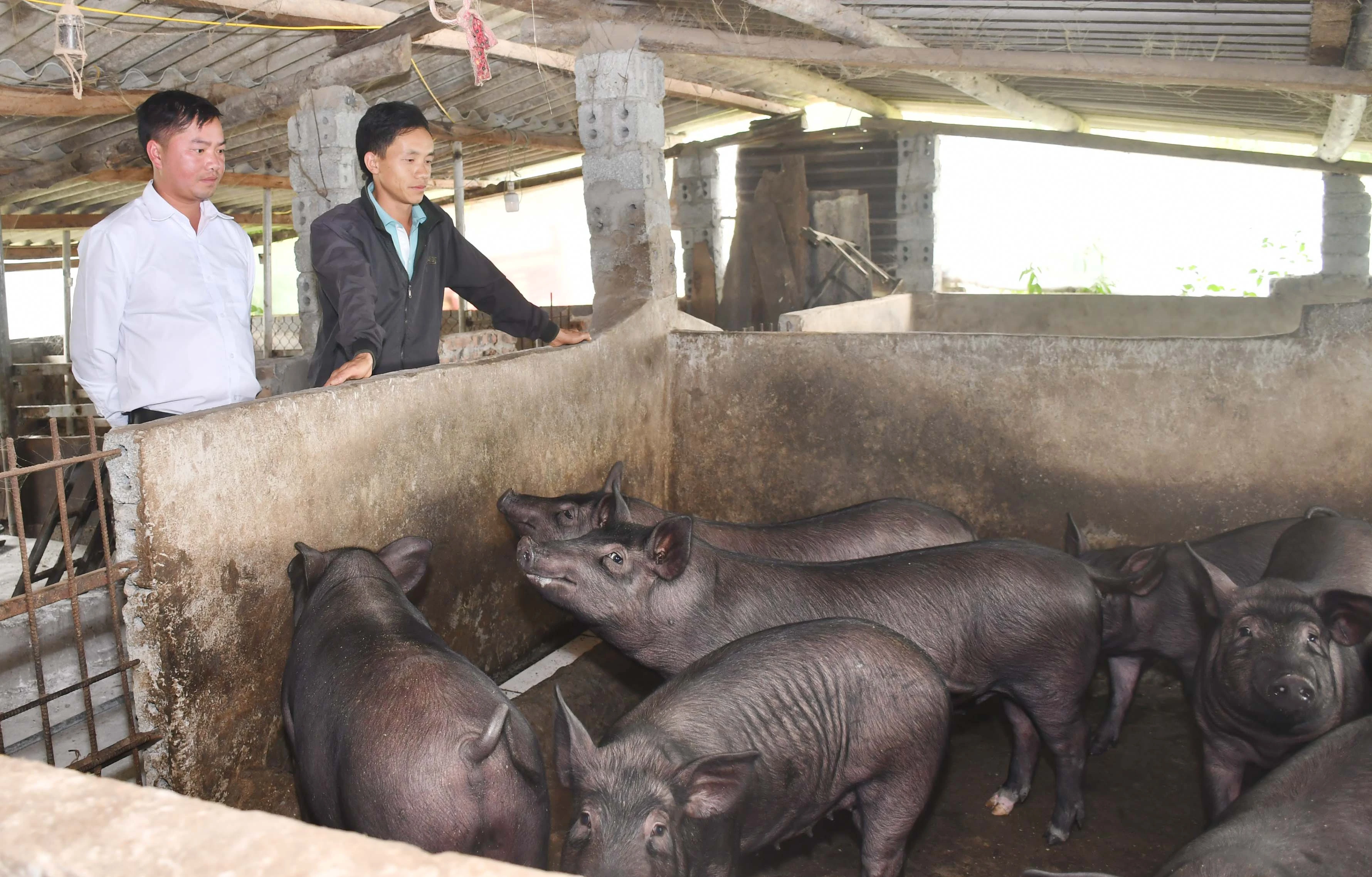 Anh Sùng Páo (áo đen) chia sẻ thông tin về mô hình nuôi lợn an toàn sinh học.