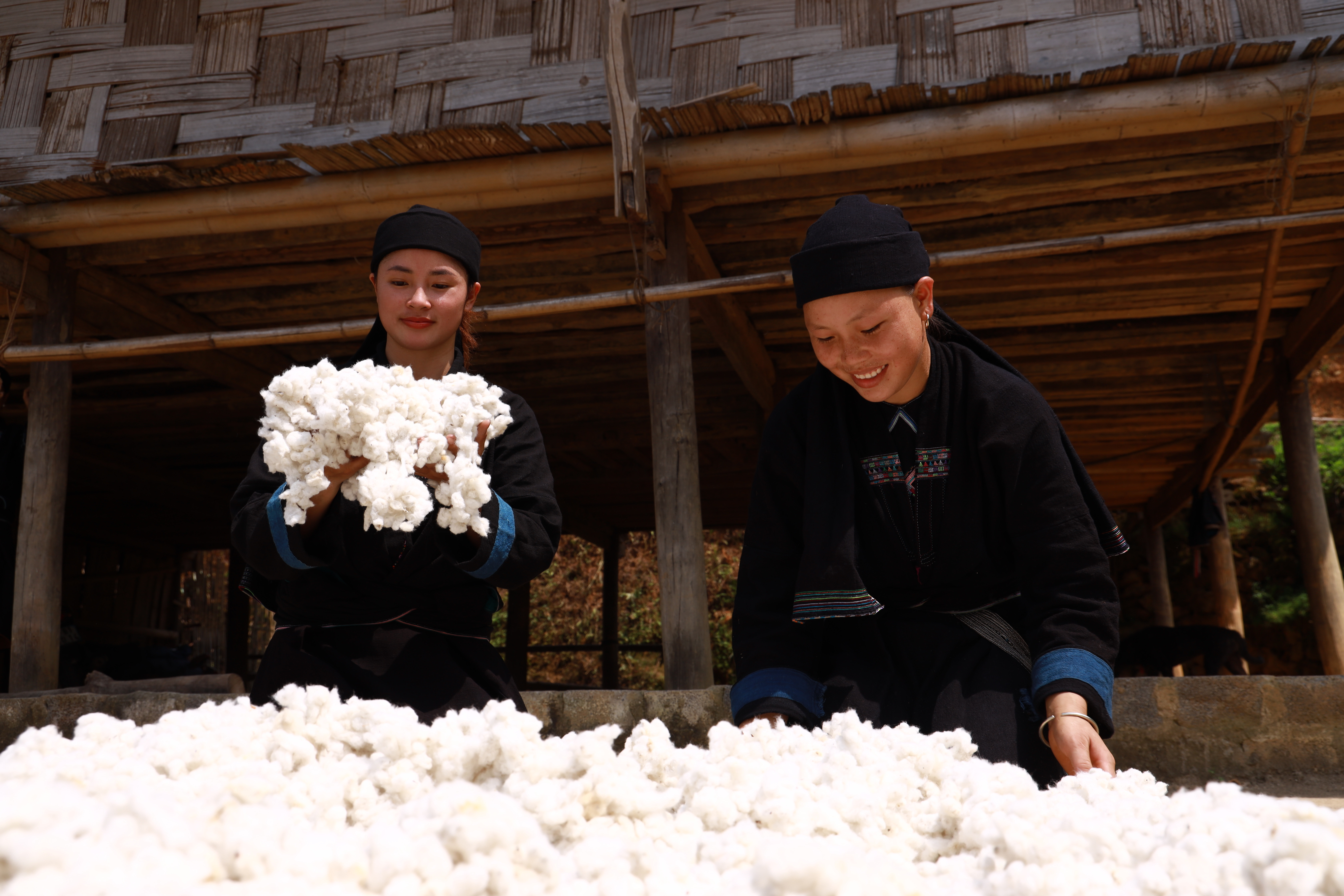 Đồng bào La Chí ở Nậm Khánh (Bắc Hà) vẫn duy trì việc trồng bông, dệt vải. Ảnh: Đức Trung (Đài PT - TH tỉnh).