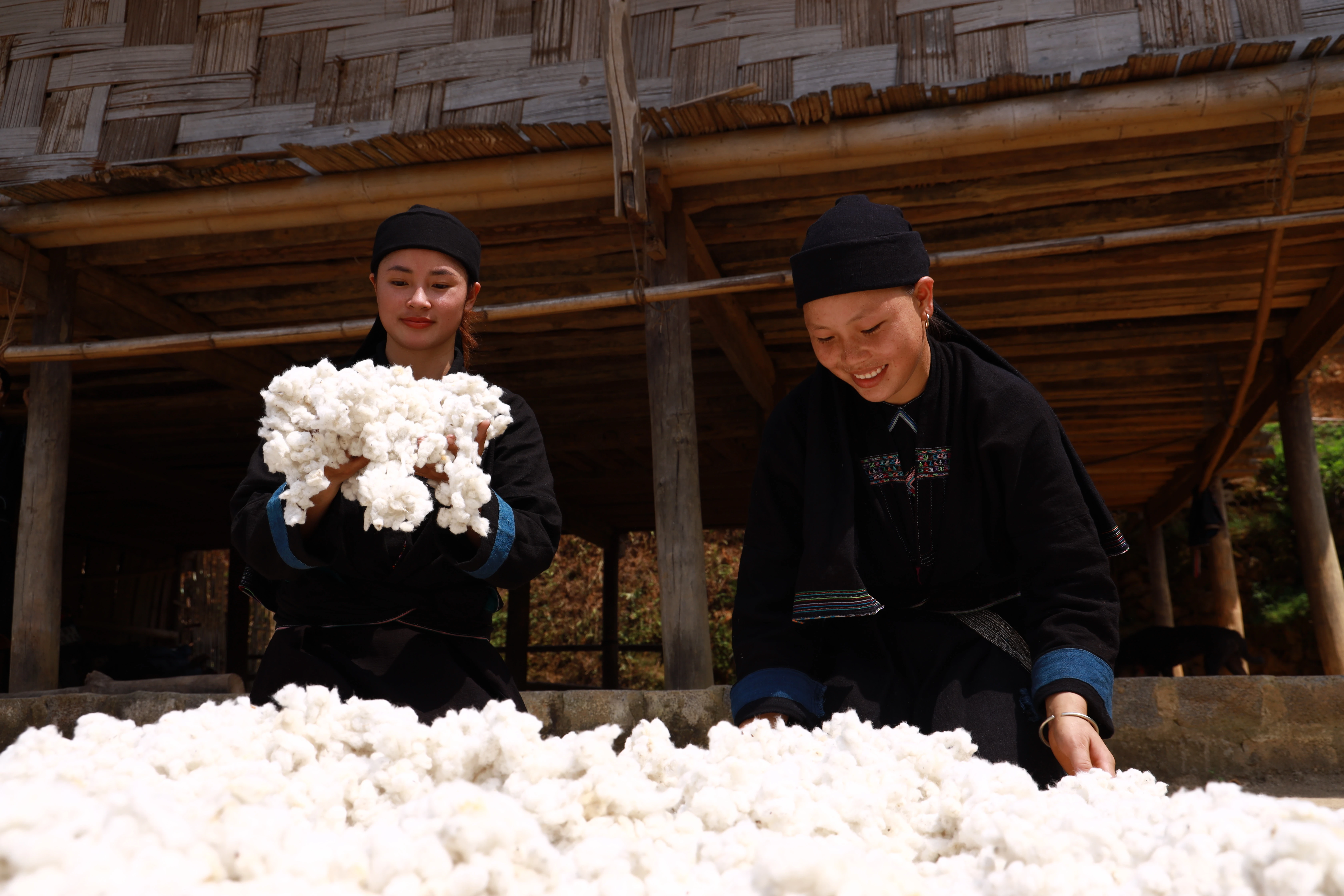 Đồng bào La Chí ở Nậm Khánh (Bắc Hà) vẫn duy trì việc trồng bông, dệt vải. Ảnh: Đức Trung (Đài PT - TH tỉnh).