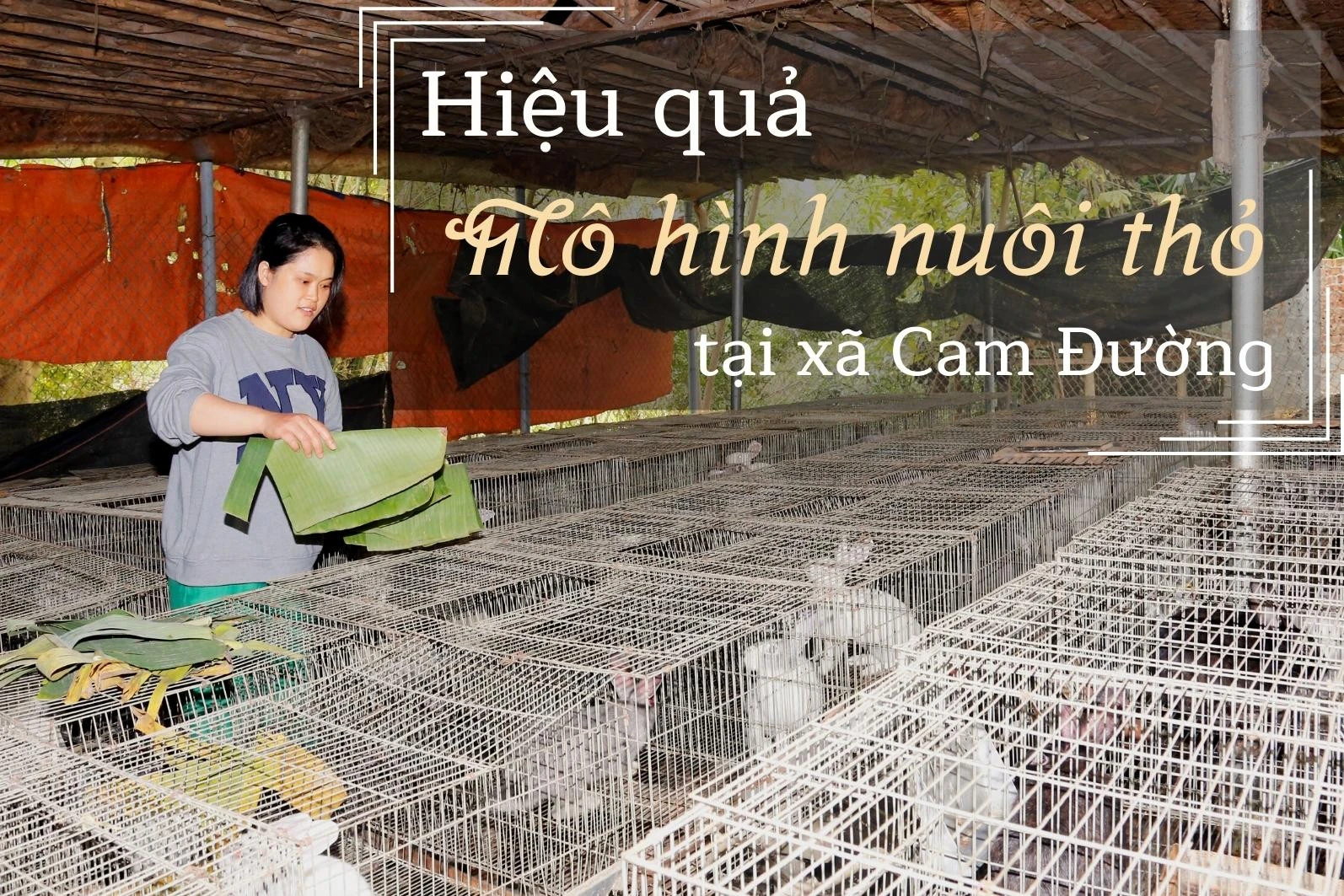 Hiệu quả mô hình nuôi thỏ tại xã Cam Đường ảnh 1