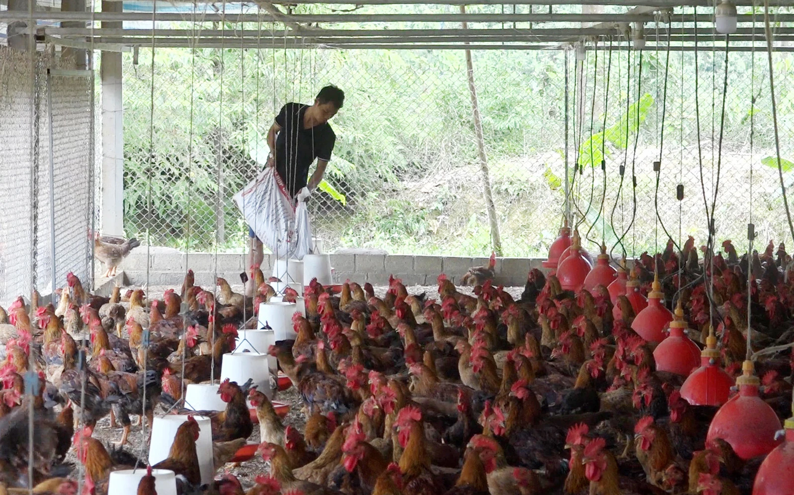 Số hộ đạt tiêu chuẩn sản xuất, kinh doanh giỏi chiếm hơn 16% trong tổng số hộ nông dân toàn xã Xuân Quang.