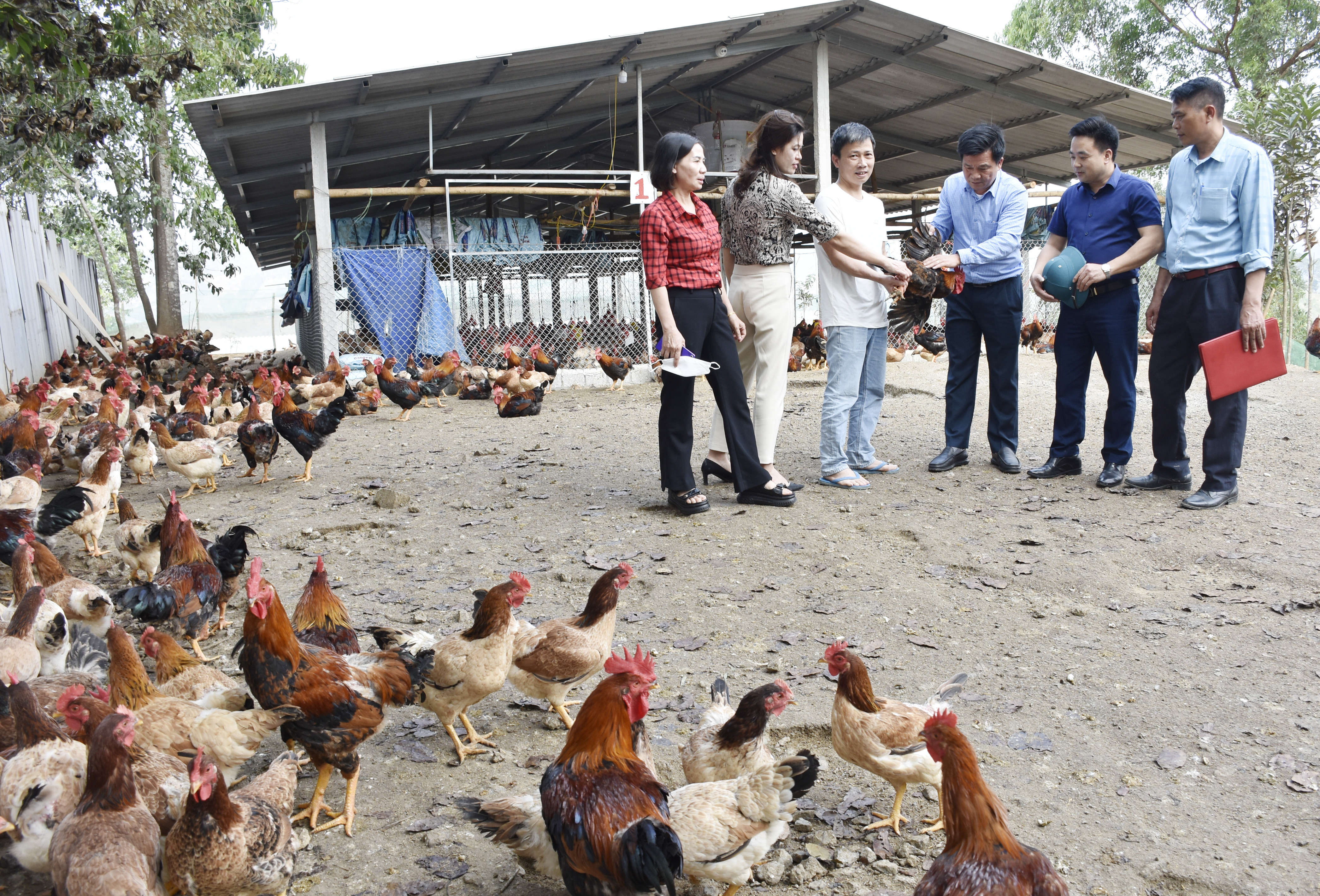 Thăm mô hình chăn nuôi gà tại xã Xuân Quang.