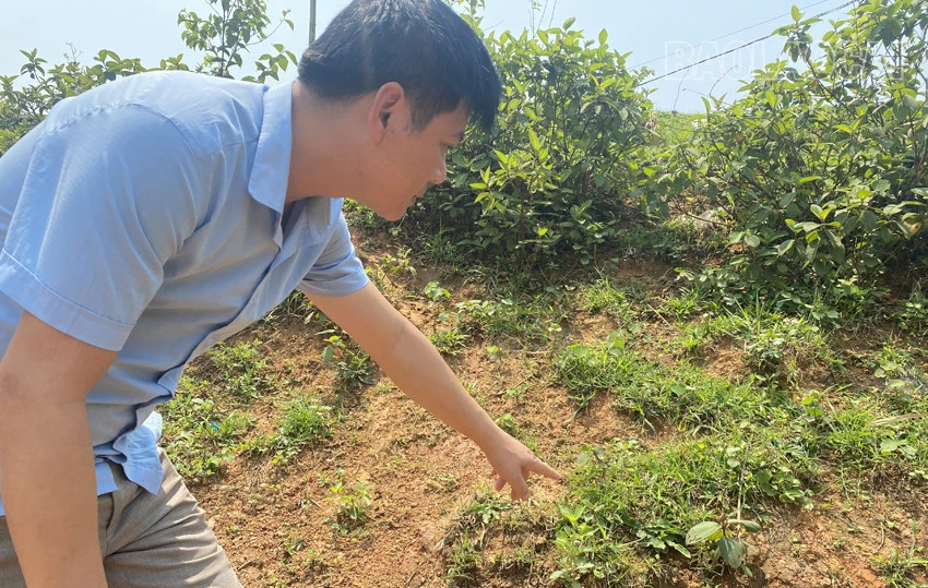 Bảo Yên: Hồ thủy lợi cạn khô, hơn 50 ha lúa nguy cơ mất mùa ảnh 3