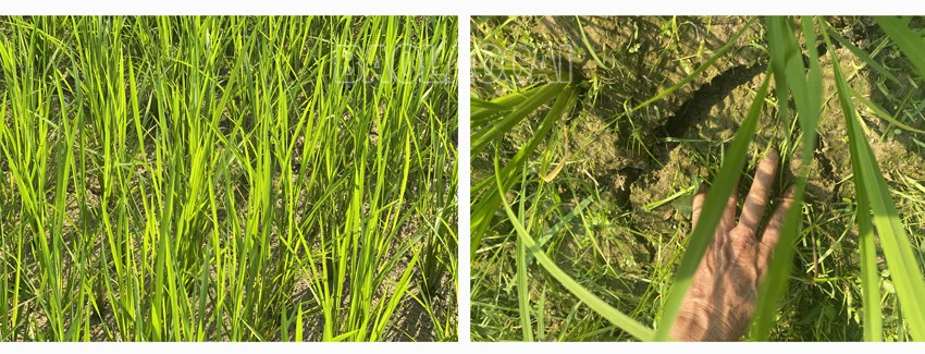 Bảo Yên: Hồ thủy lợi cạn khô, hơn 50 ha lúa nguy cơ mất mùa ảnh 6