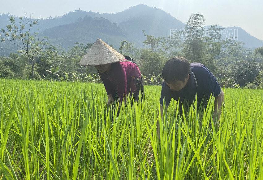 Bảo Yên: Hồ thủy lợi cạn khô, hơn 50 ha lúa nguy cơ mất mùa ảnh 7 Bảo Yên: Hồ thủy lợi cạn khô, hơn 50 ha lúa nguy cơ mất mùa ảnh 7