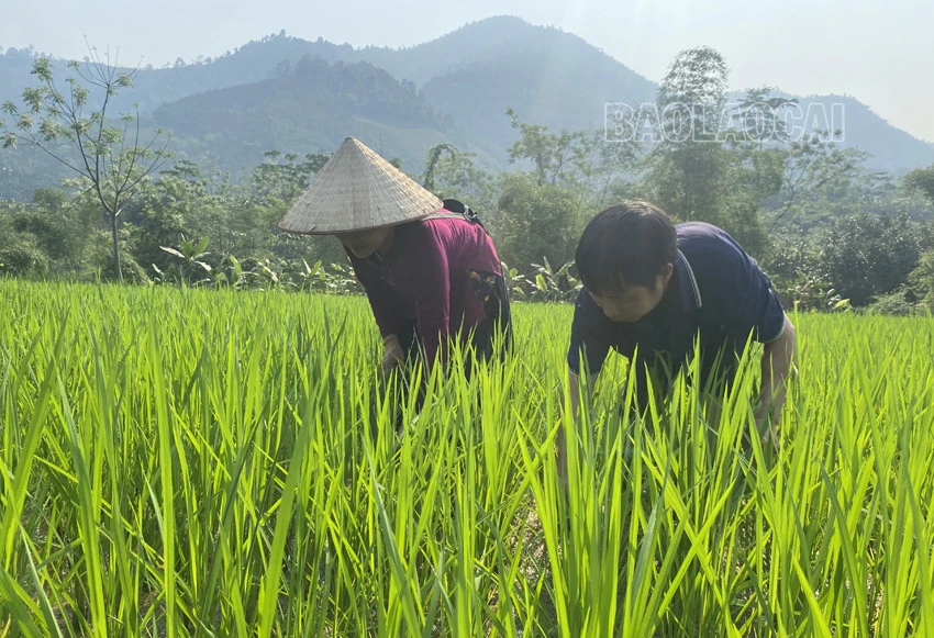Bảo Yên: Hồ thủy lợi cạn khô, hơn 50 ha lúa nguy cơ mất mùa ảnh 7