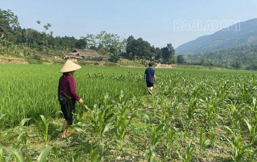 Bảo Yên: Hồ thủy lợi cạn khô, hơn 50 ha lúa nguy cơ mất mùa ảnh 8
