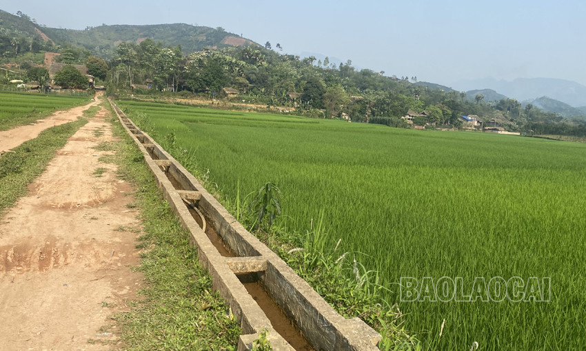 Bảo Yên: Hồ thủy lợi cạn khô, hơn 50 ha lúa nguy cơ mất mùa ảnh 4 Bảo Yên: Hồ thủy lợi cạn khô, hơn 50 ha lúa nguy cơ mất mùa ảnh 4