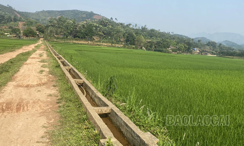 Bảo Yên: Hồ thủy lợi cạn khô, hơn 50 ha lúa nguy cơ mất mùa ảnh 4