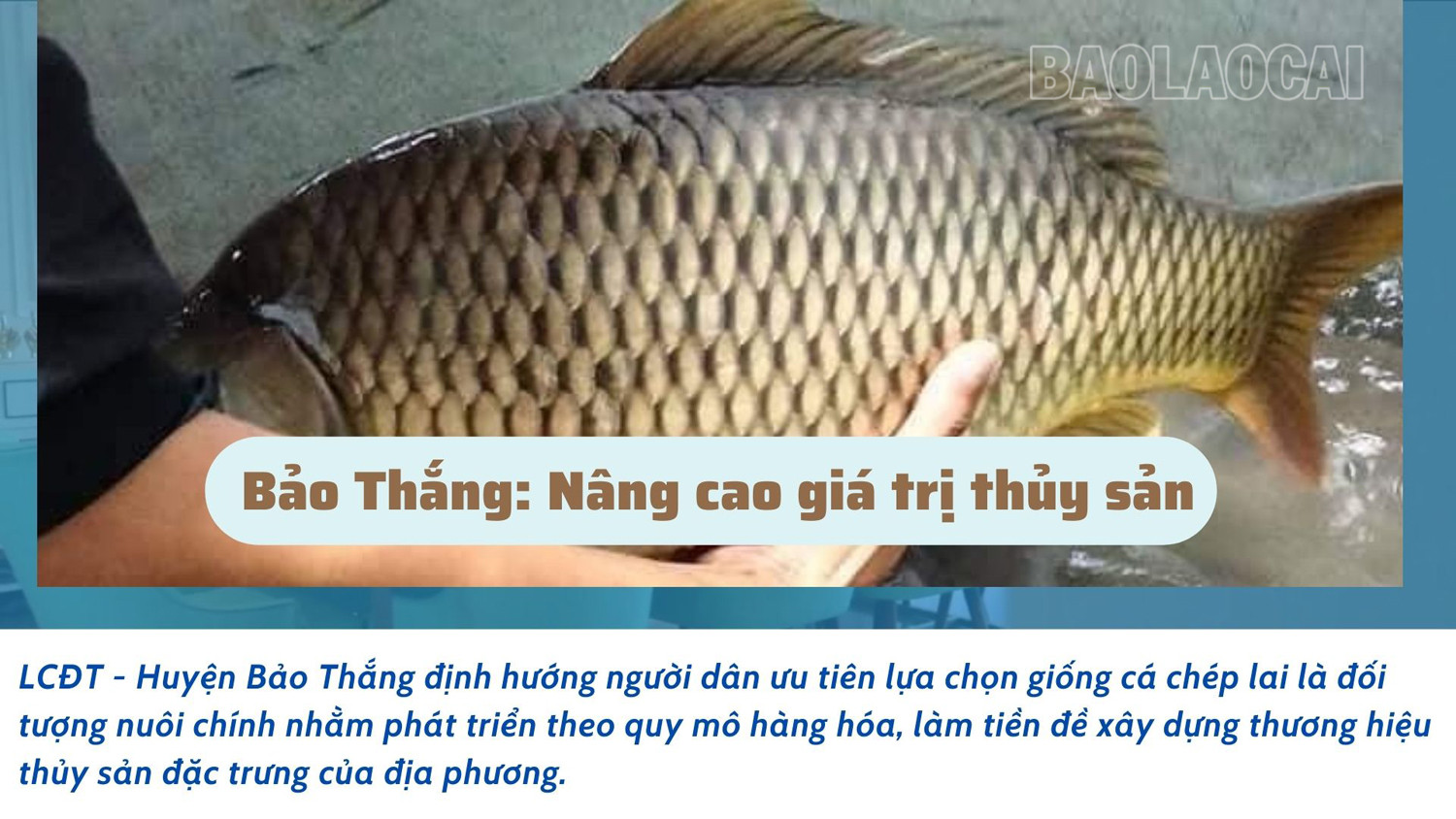 Bảo Thắng: Nâng cao giá trị thủy sản ảnh 1