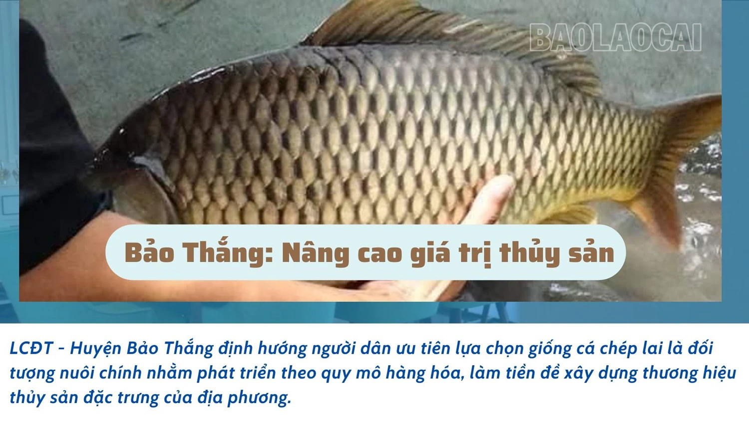 Bảo Thắng: Nâng cao giá trị thủy sản ảnh 1