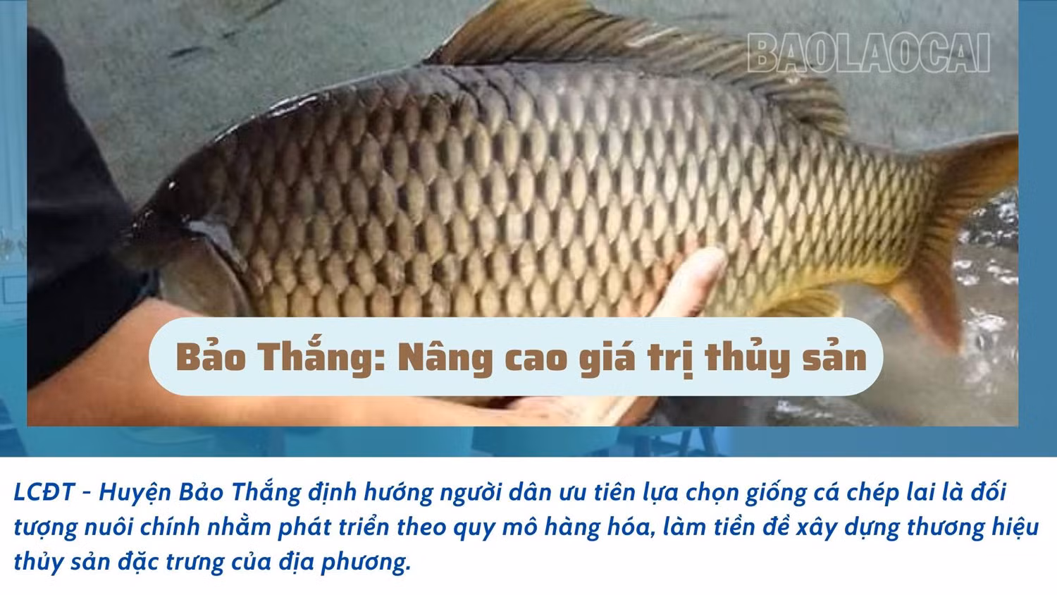 Bảo Thắng: Nâng cao giá trị thủy sản ảnh 1