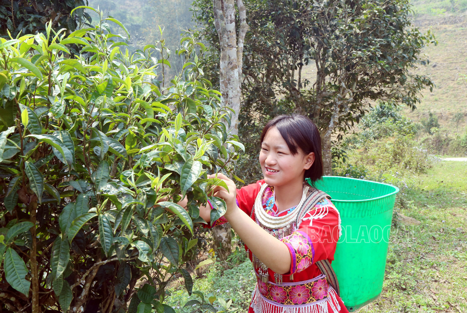 Gian nan nghề hái chè cổ thụ trên núi cao Tả Thàng ảnh 9 Gian nan nghề hái chè cổ thụ trên núi cao Tả Thàng ảnh 9