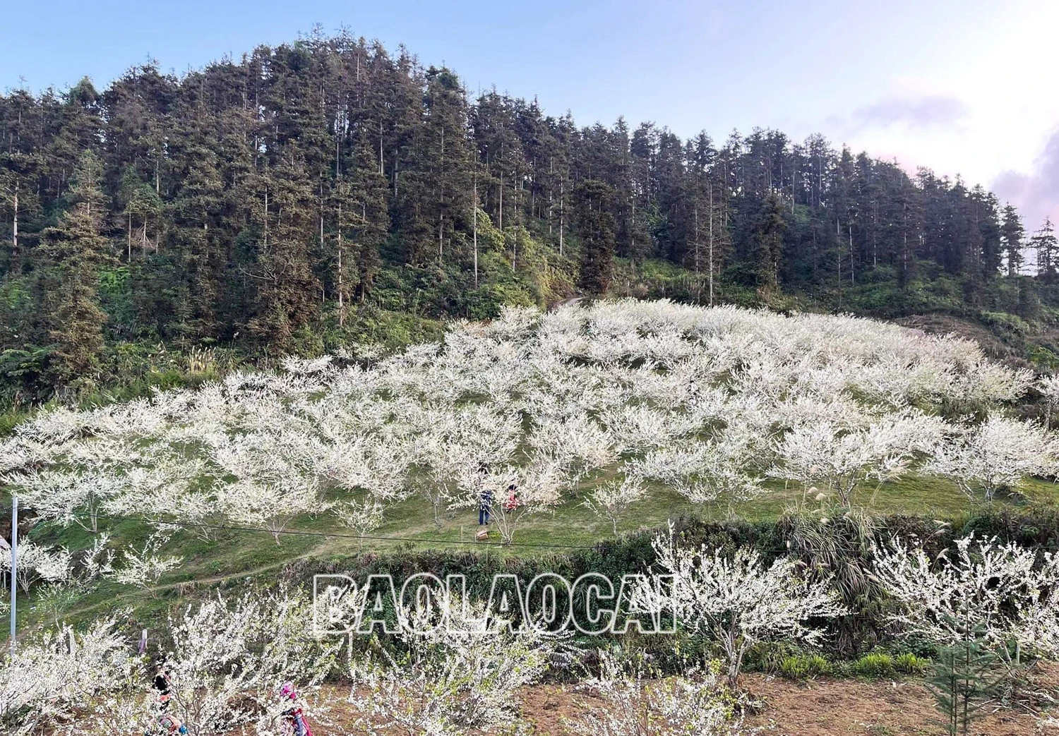 Bắc Hà mùa hoa mận nở tạo nên bức tranh phong cảnh thiên nhiên tuyệt đẹp. Ảnh: Dương Toản Hoa mận bên những nóc nhà của đồng bào người Mông. Trên cao nguyên Bắc Hà hoa mận nở nhiều ở thung lũng Tà Chải, Lầu Thí Ngài và trên vùng cao Bản Phố, Tả Van Chư… Thiếu nữ vùng cao du xuân mùa hoa mận nở. Sắc hoa tinh khôi phủ trắng núi rừng. Vẻ đẹp tinh khôi của hoa mận thu hút hàng nghìn lượt du khách đến chiêm ngưỡng.