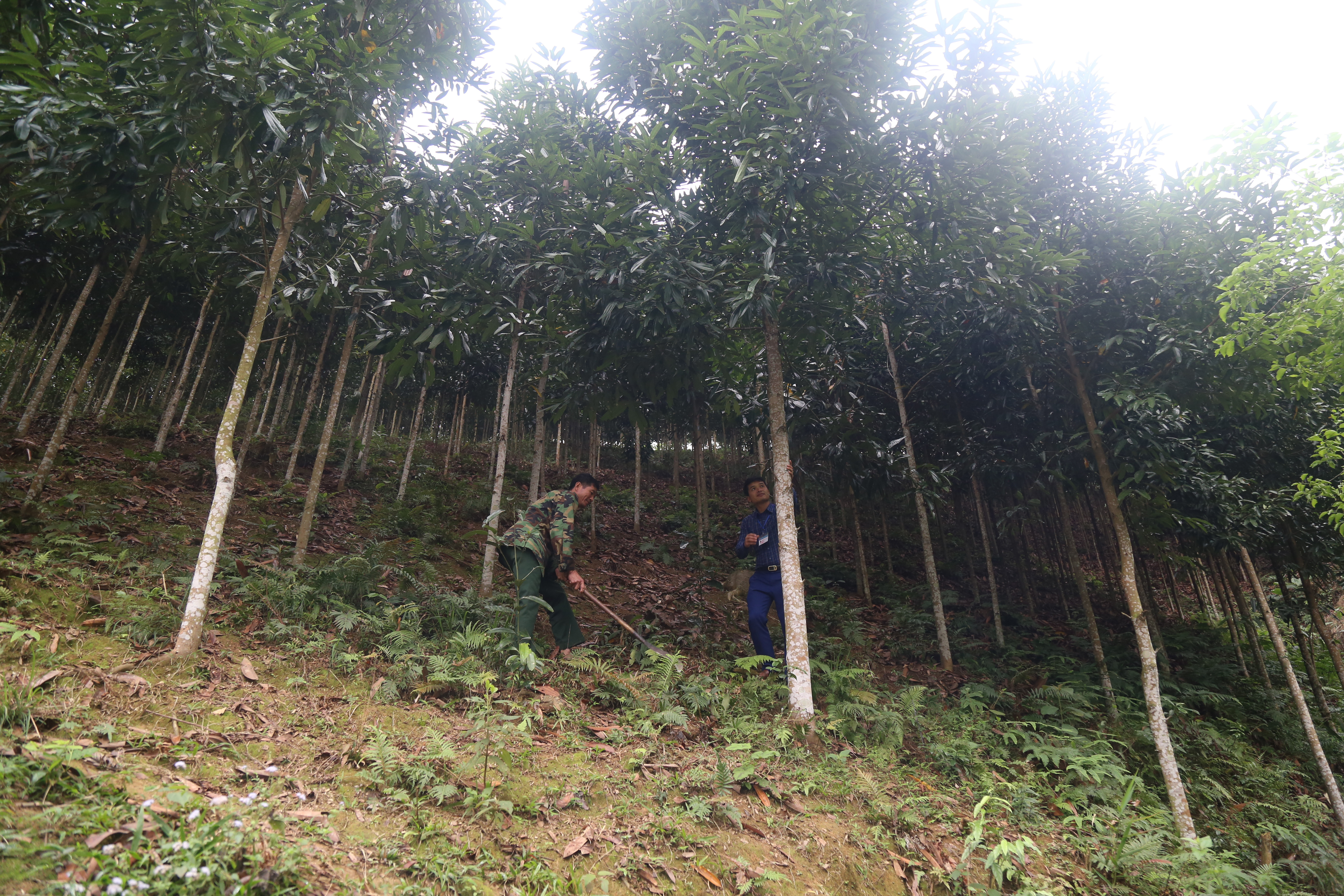 Bảo Yên phát triển nông nghiệp và nông thôn bền vững ảnh 2