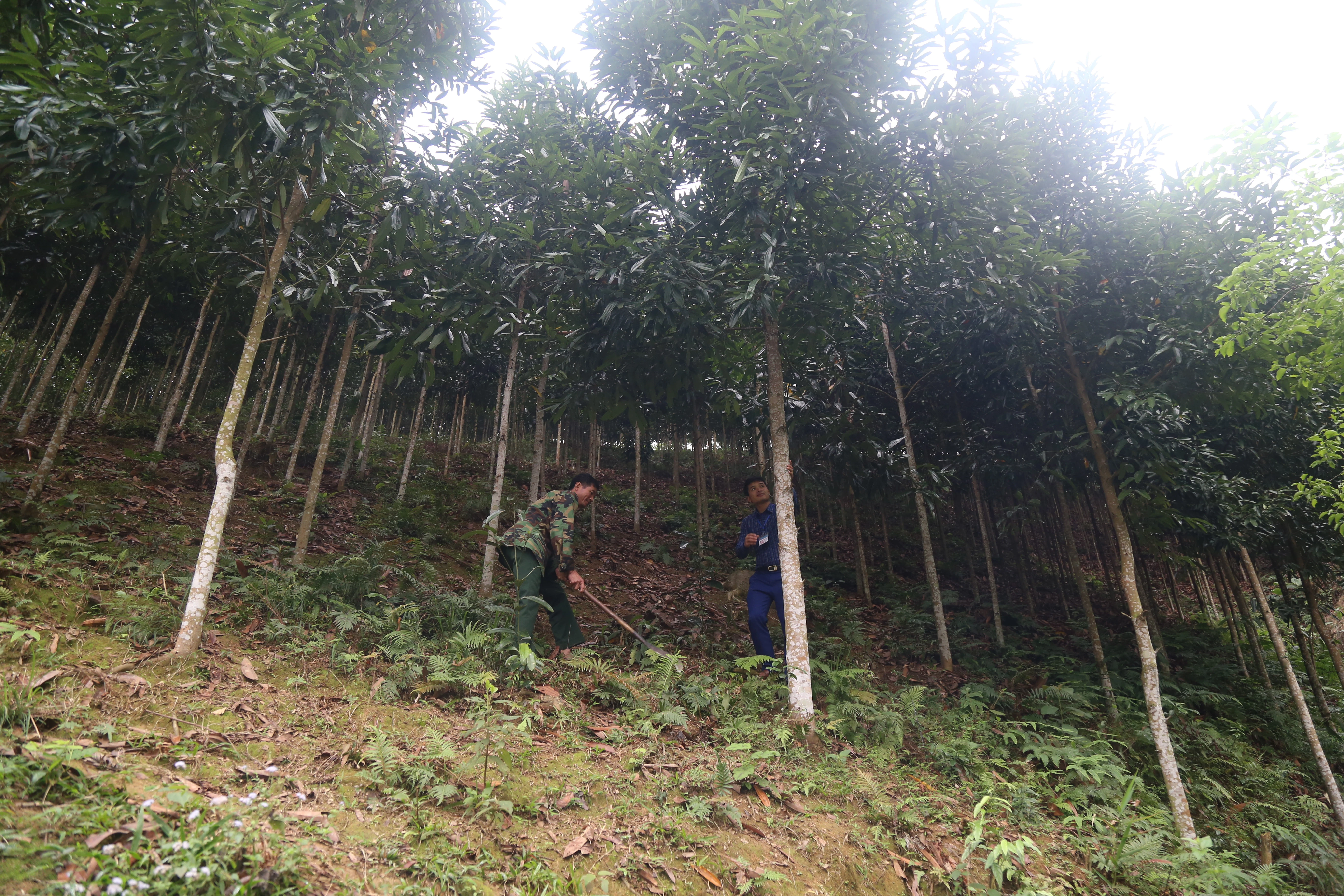Bảo Yên phát triển nông nghiệp và nông thôn bền vững ảnh 2
