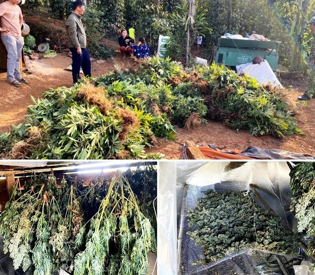 Số cần sa tươi được phát hiện trong rẫy vắng của vợ chồng Vụ.