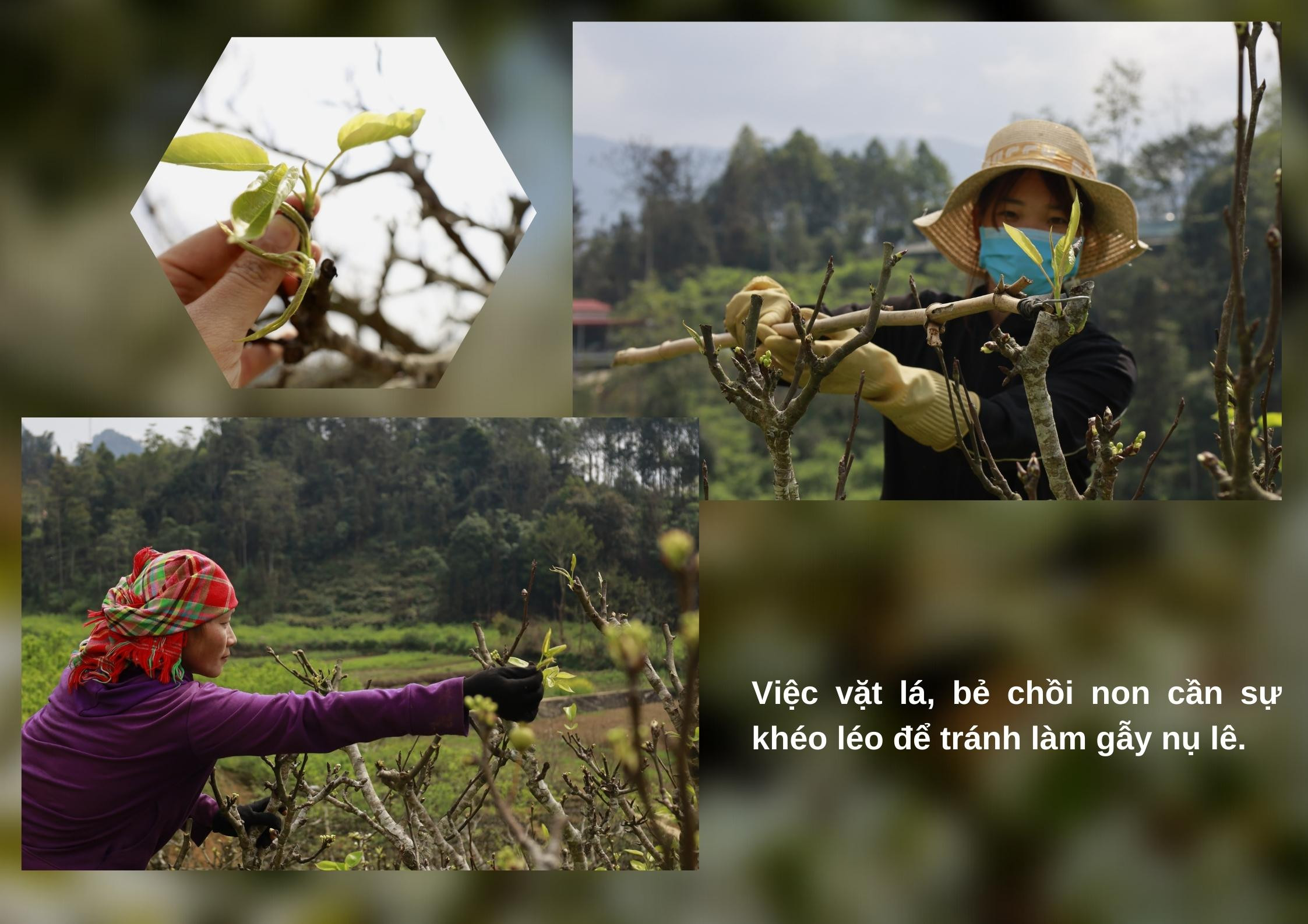 Nghề vặt lá lê ảnh 7 Nghề vặt lá lê ảnh 7