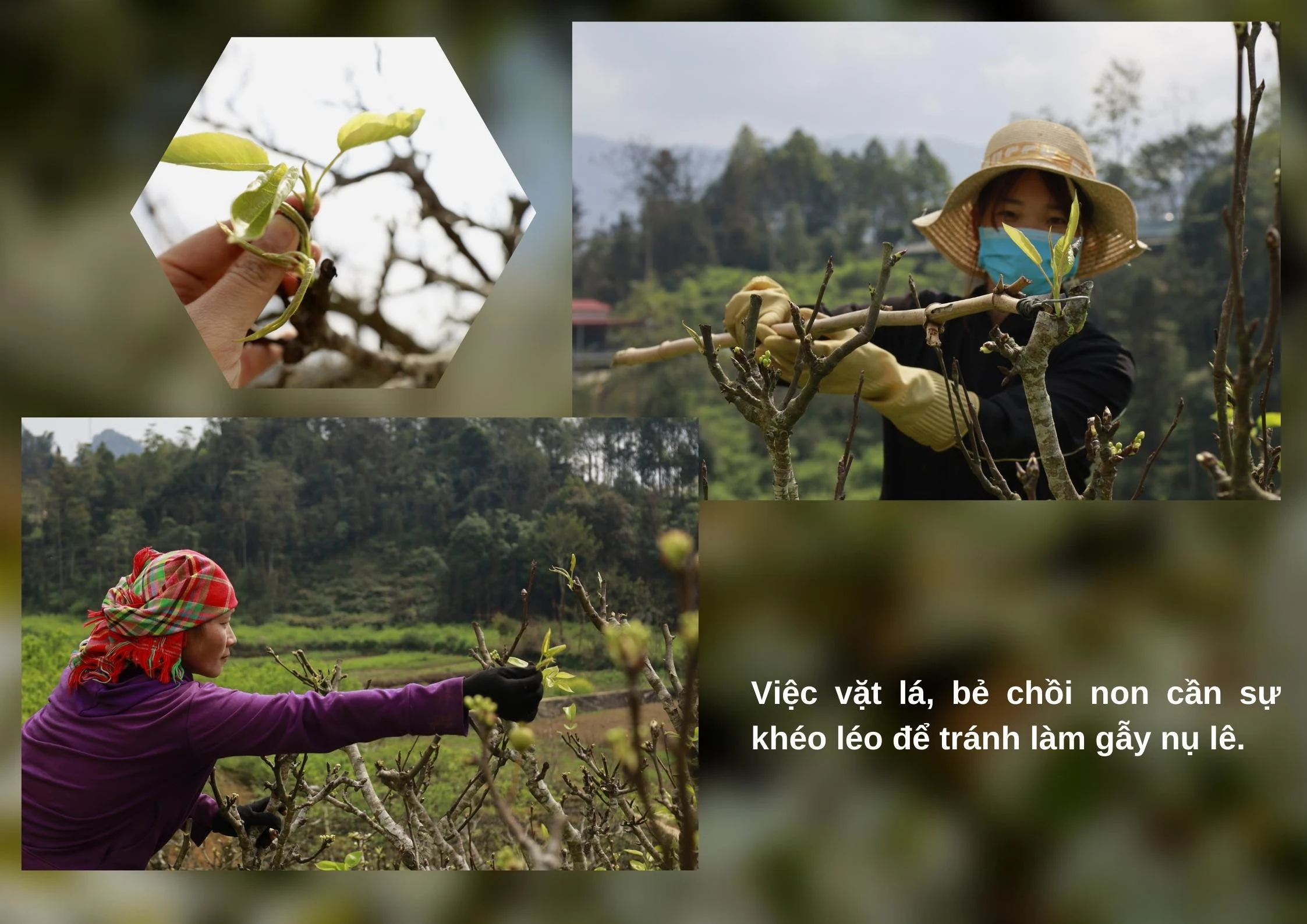 Nghề vặt lá lê ảnh 7