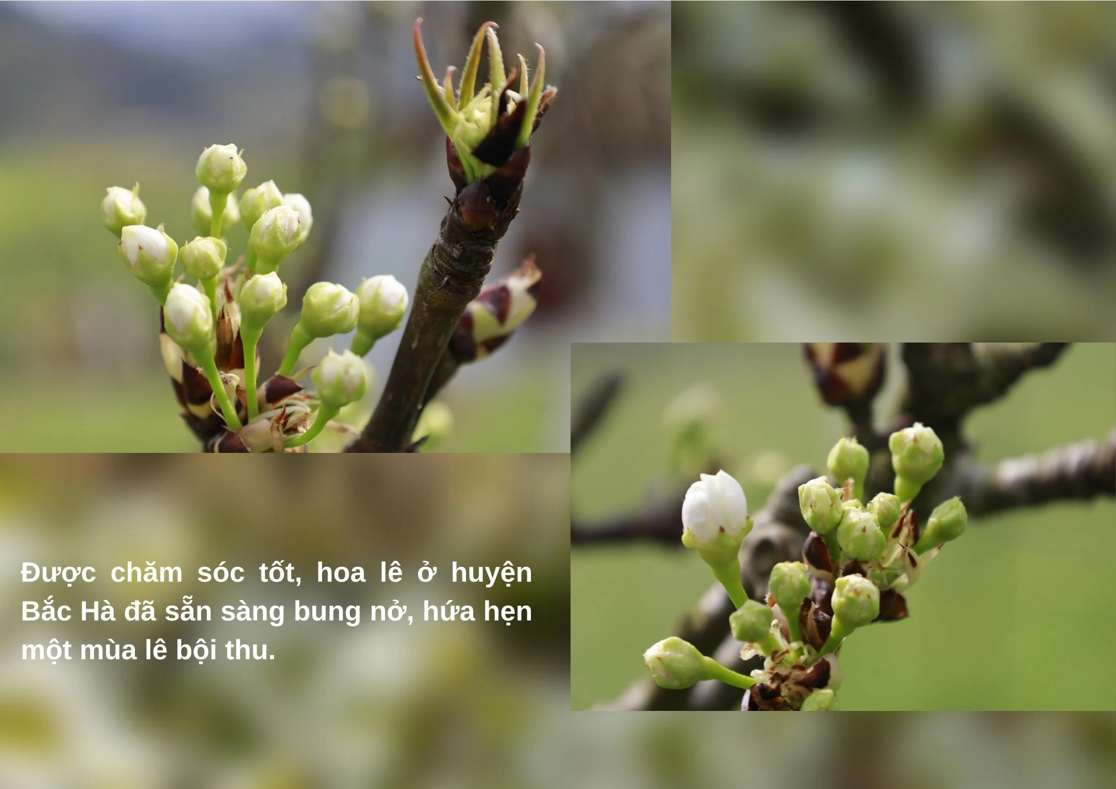 Nghề vặt lá lê ảnh 8