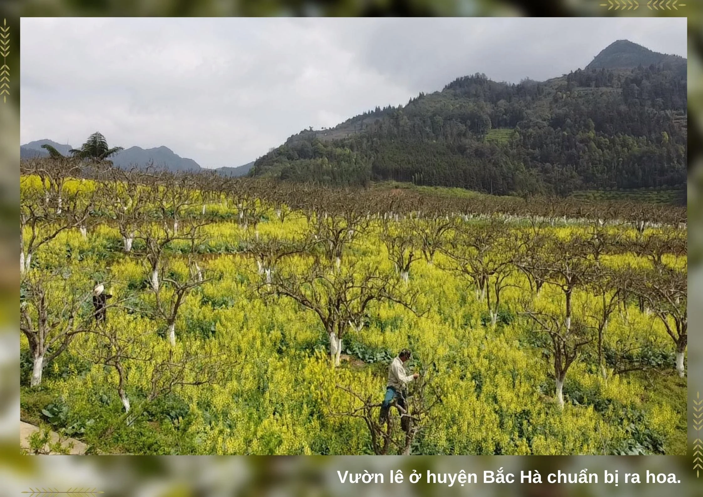 Nghề vặt lá lê ảnh 2